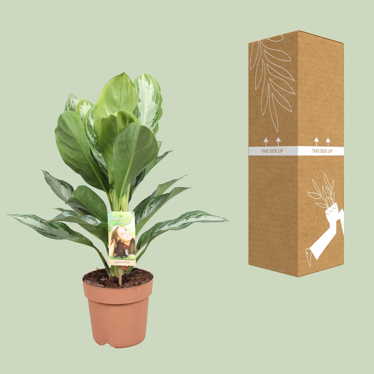 Aglaonema Zilver Bay Ø17cm - ↕55cm