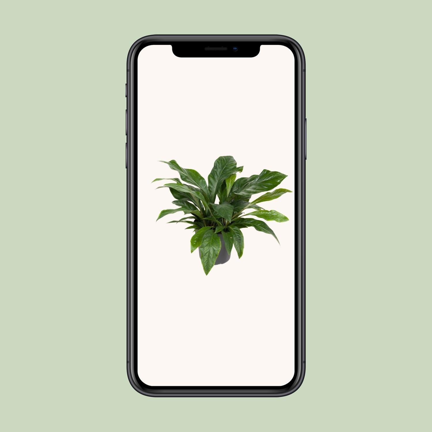 Anthurium Jungle Struik - Ø30cm - ↕70cm
