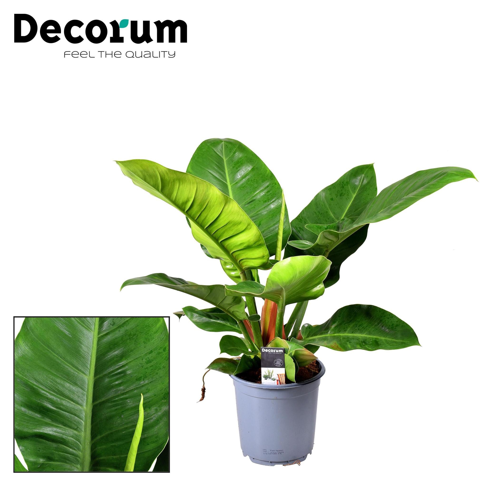 Philodendron Imperial Groen - Ø19cm - ↕55cm
