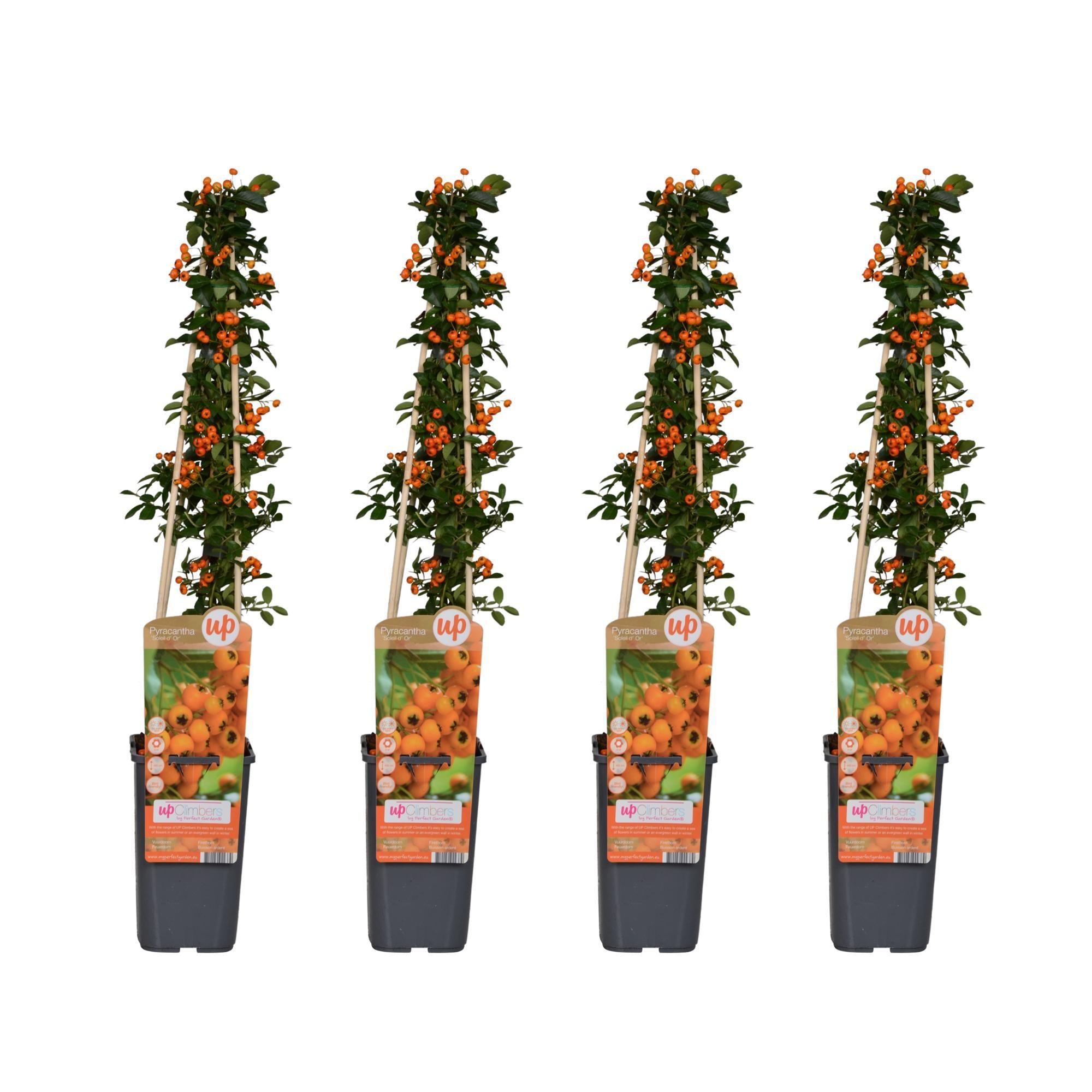 4x - Vuurdoorn 'Soleil dOr' - ?65cm - Ø15