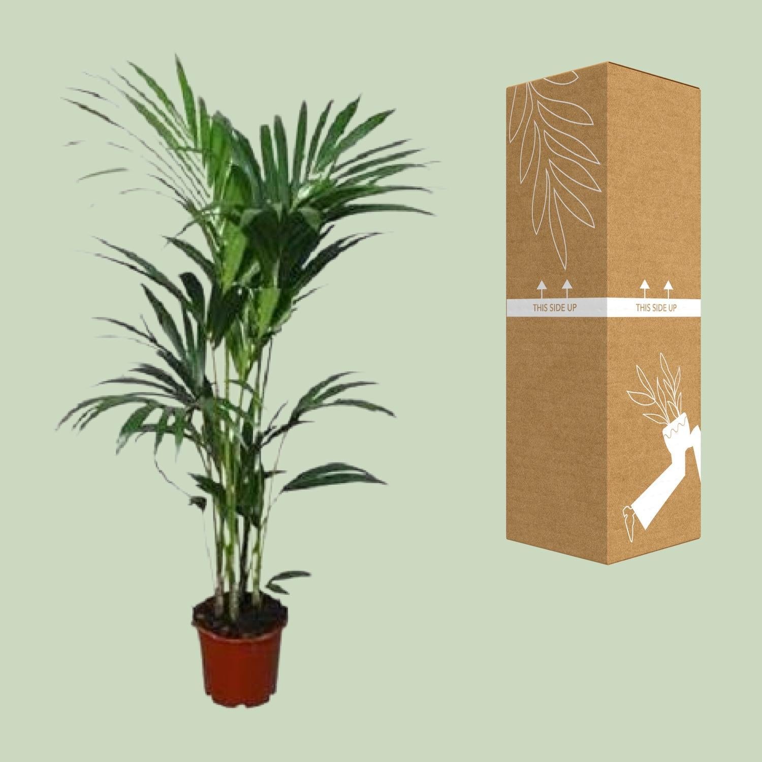 Howea forsteriana - Ø24 - ?120cm