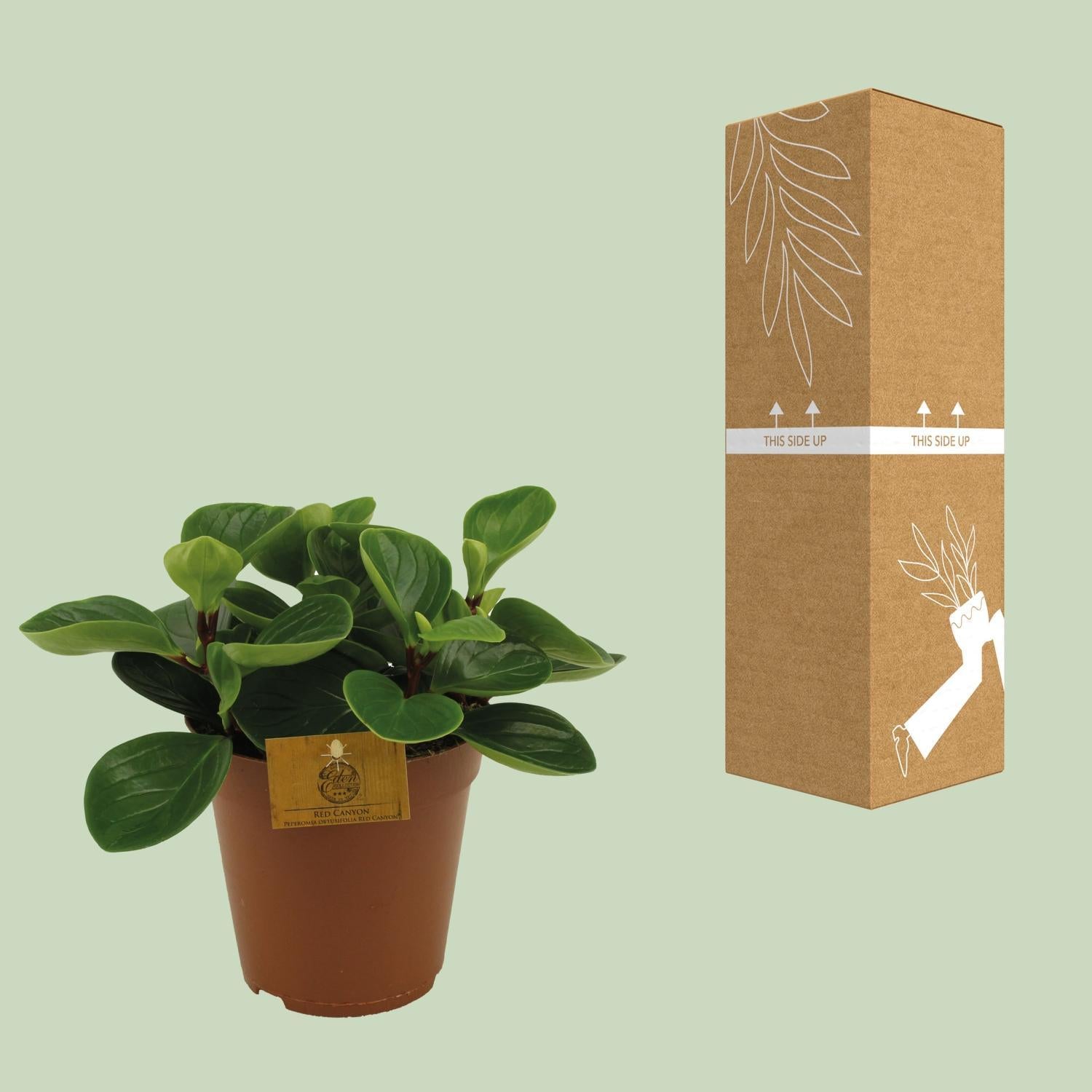 Peperomia Rode Canyon - Ø15cm - ↕25cm