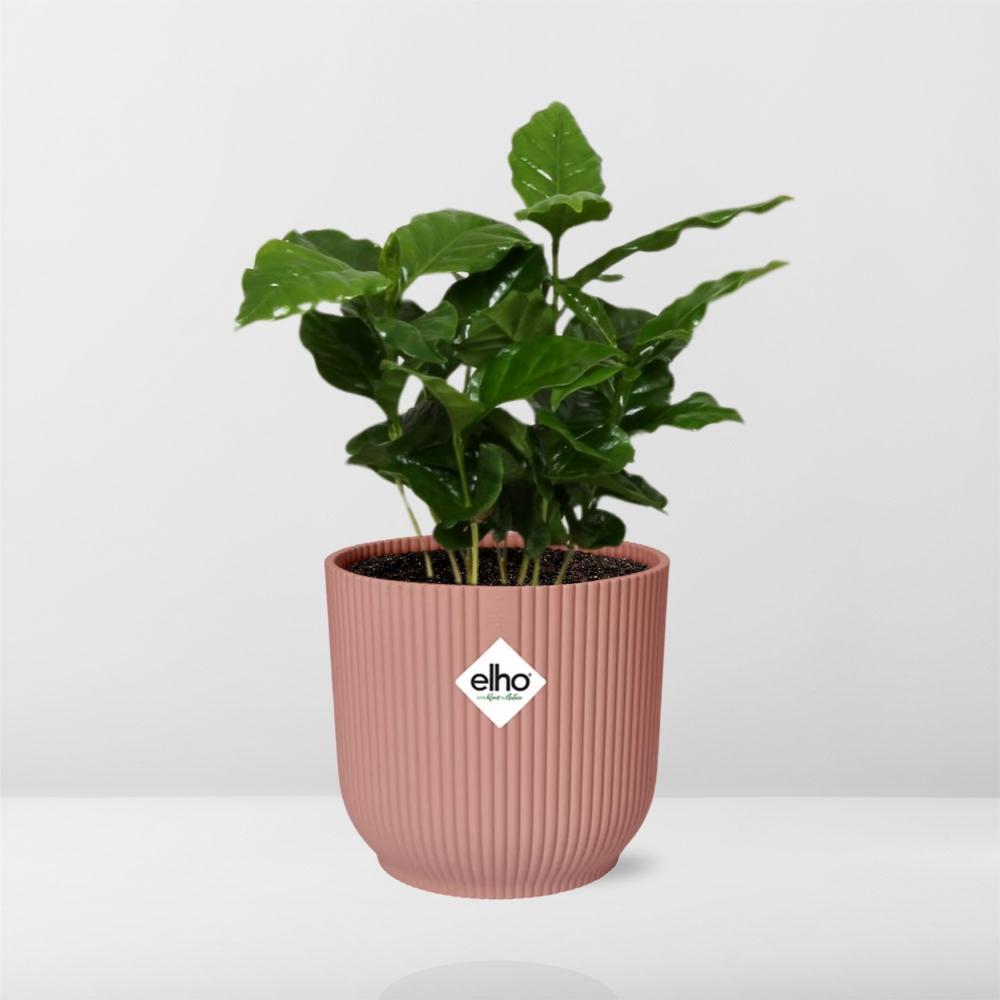 Koffie Arabica in ELHO Vibes Fold 14cm roze