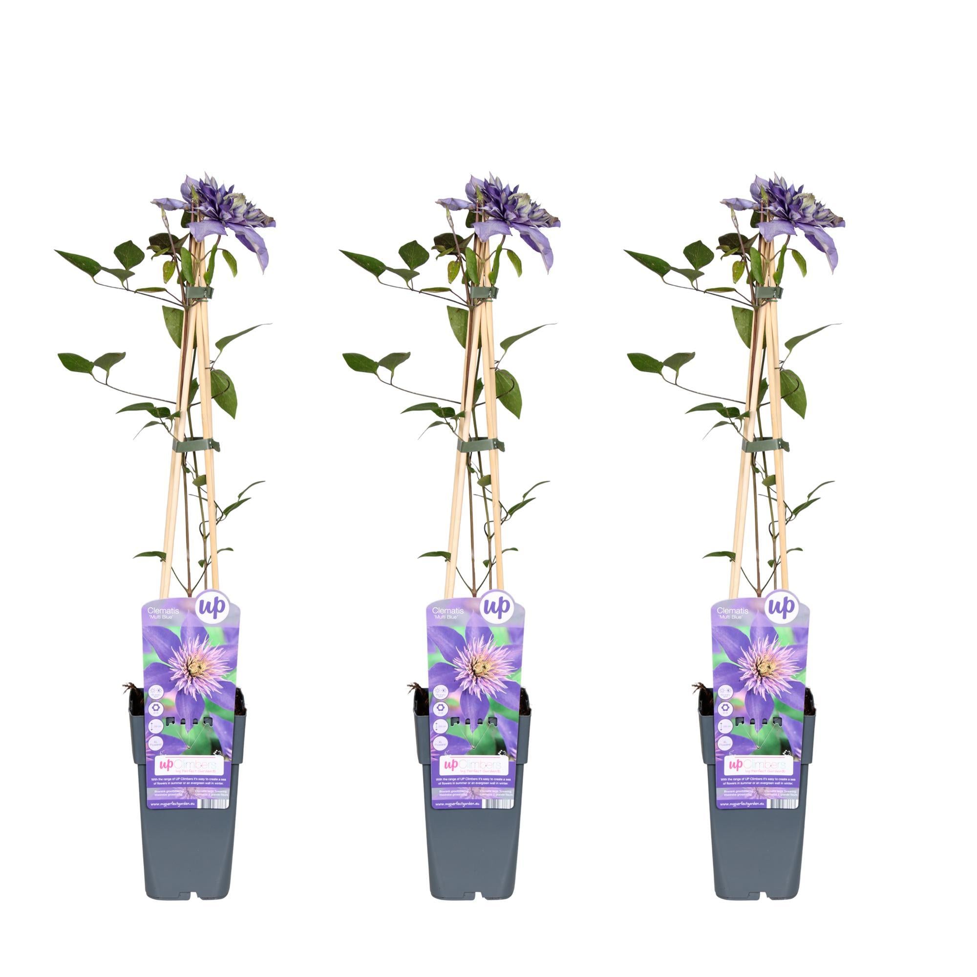 3x - Clematis Multi Blauw - ?65cm - Ø15