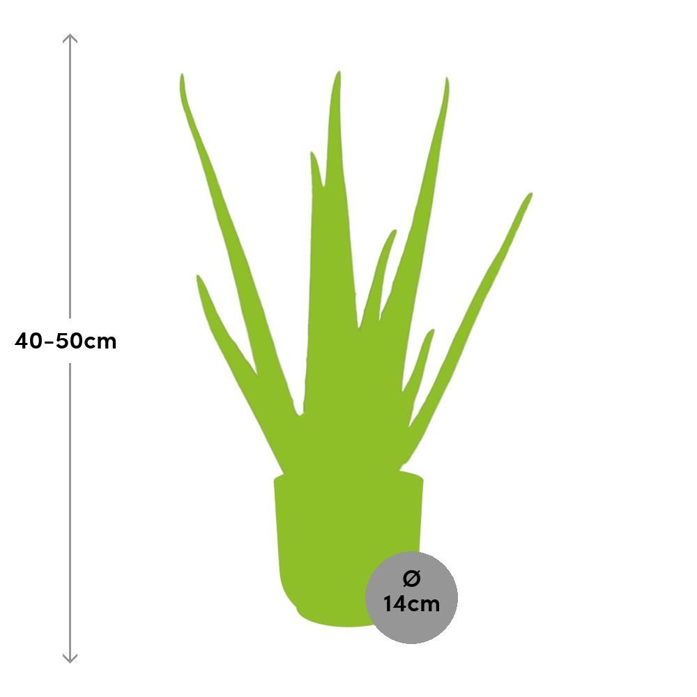 Aloë Vera 12cm in ELHO Vibes Fold 14cm geel