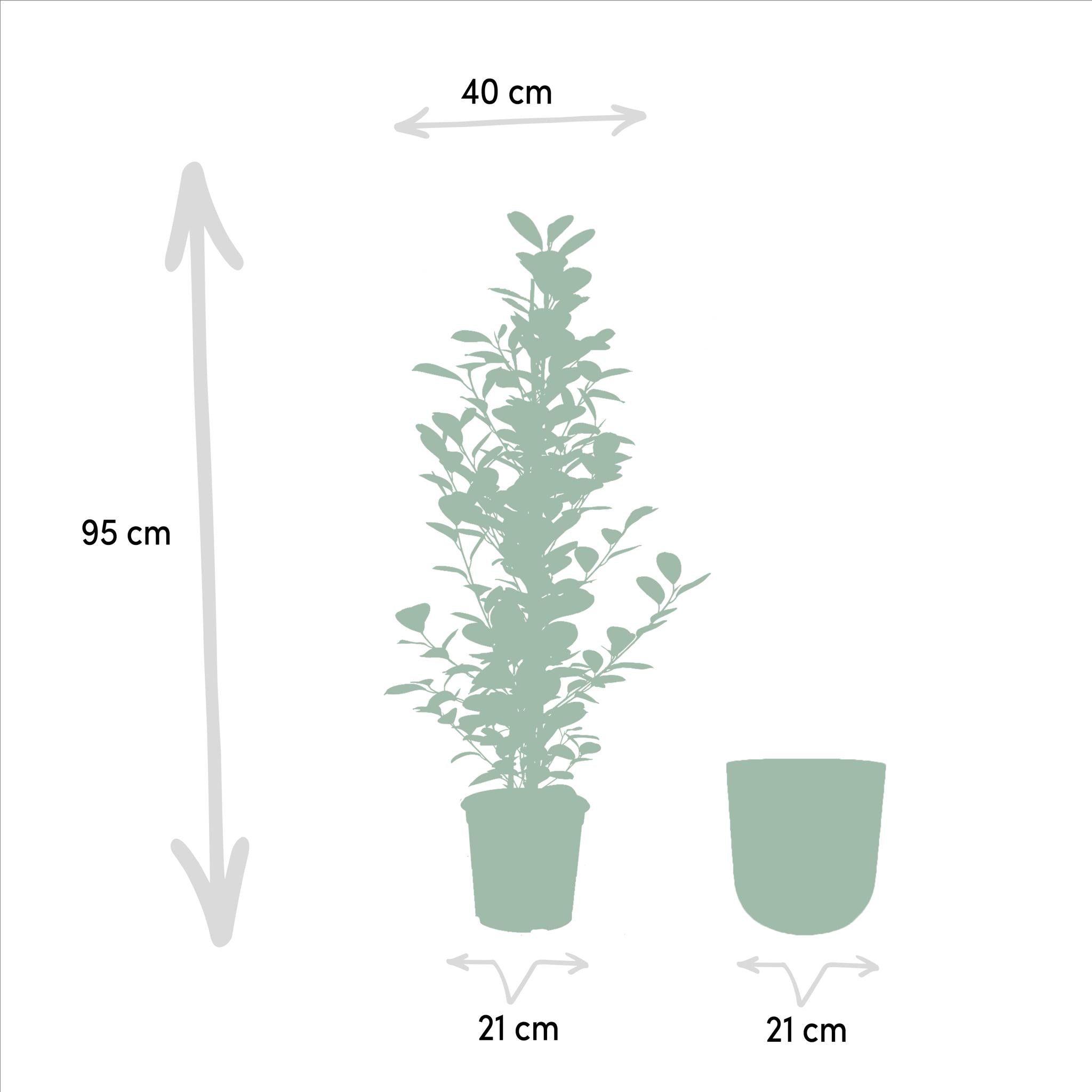 Ficus microcarpa Moclame - Ø21cm - ↕95cm + Topf Mayk Blei