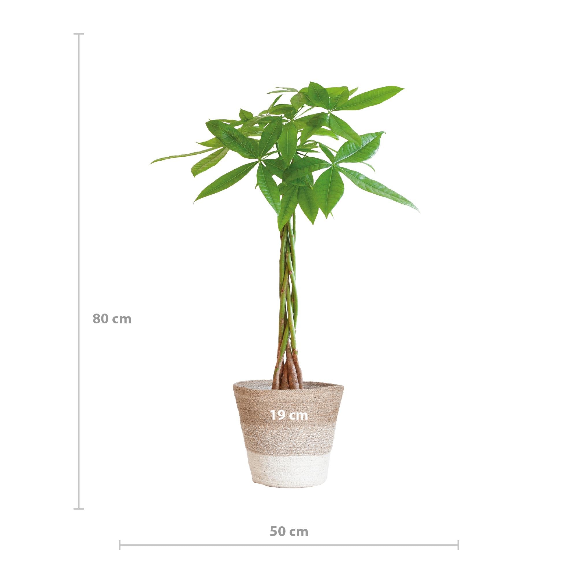 Pachira Aquatica mit Mand Lissabon weiß - 80cm - Ø21