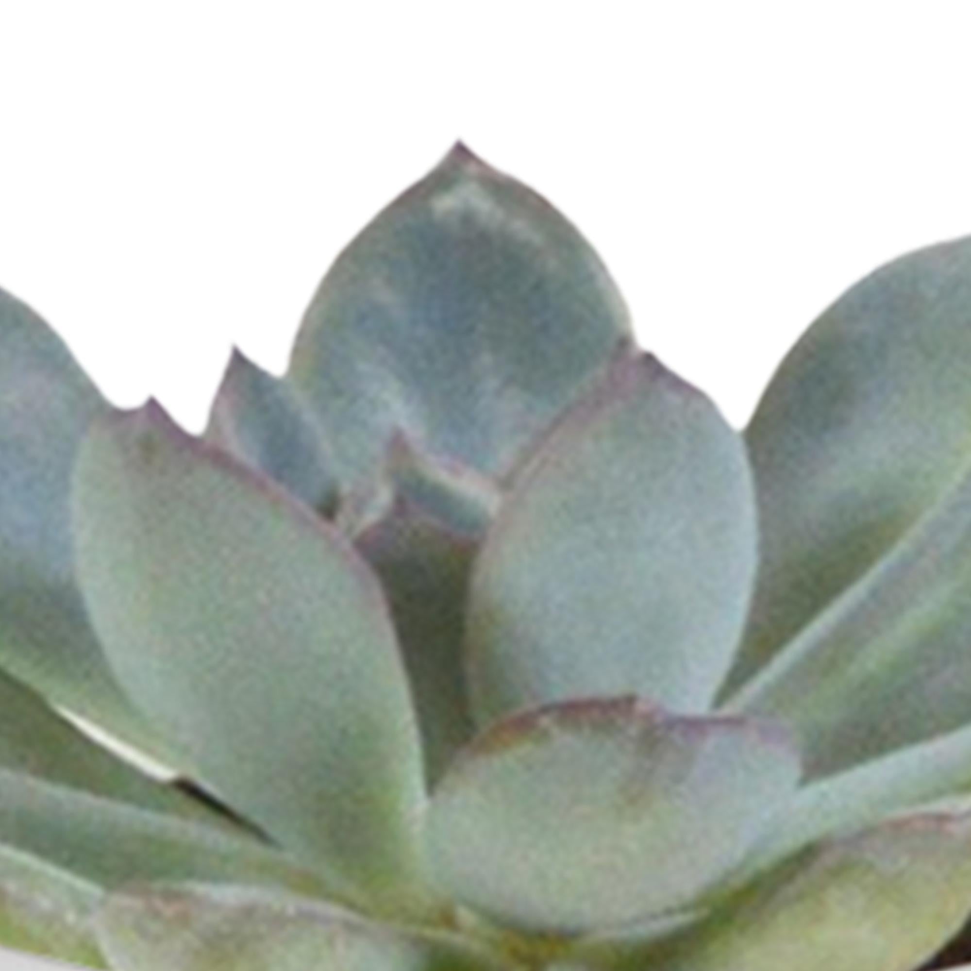Cactus en vetplanten mix 5,5 cm | 15 Stück – im weißen Topf
