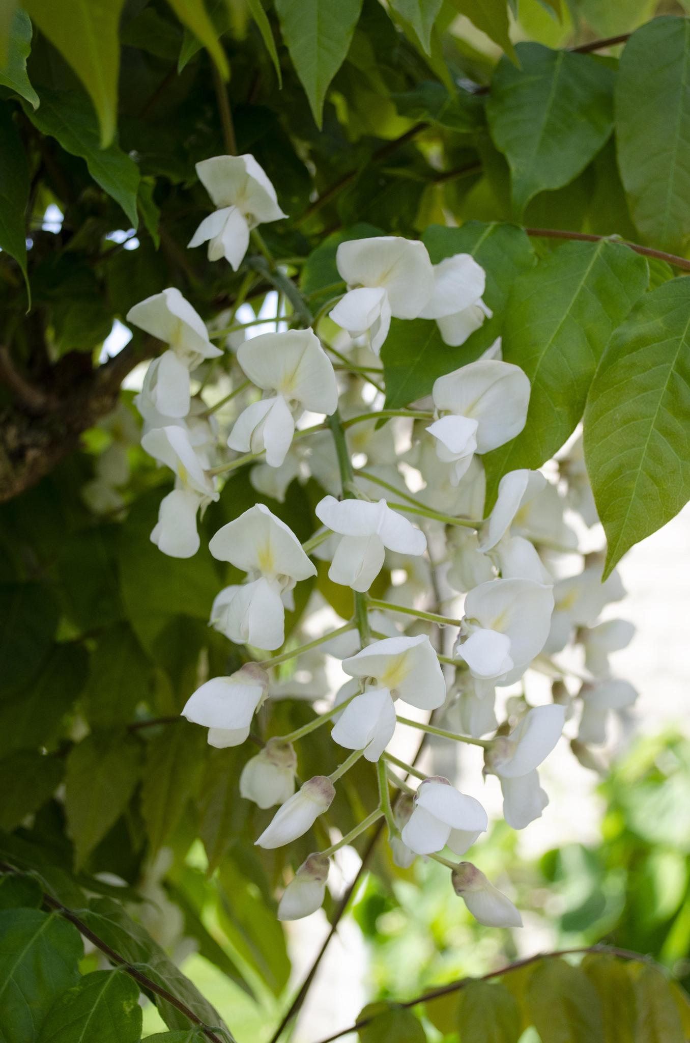 2x Blauweregen floribunda 'Longissima Alba' - ?65cm - Ø15