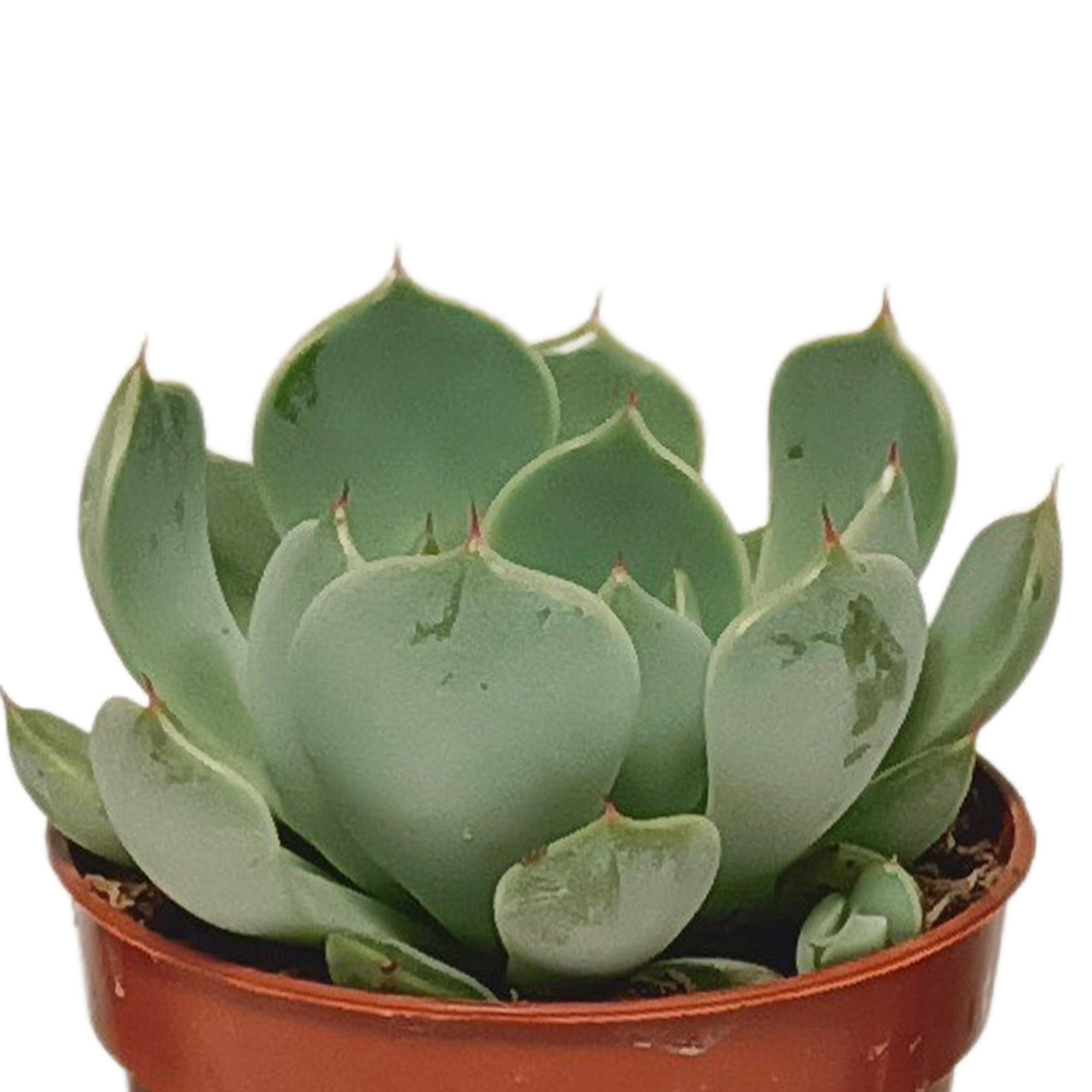 Vetplantenmix 5,5 cm - 10x - zonder pot