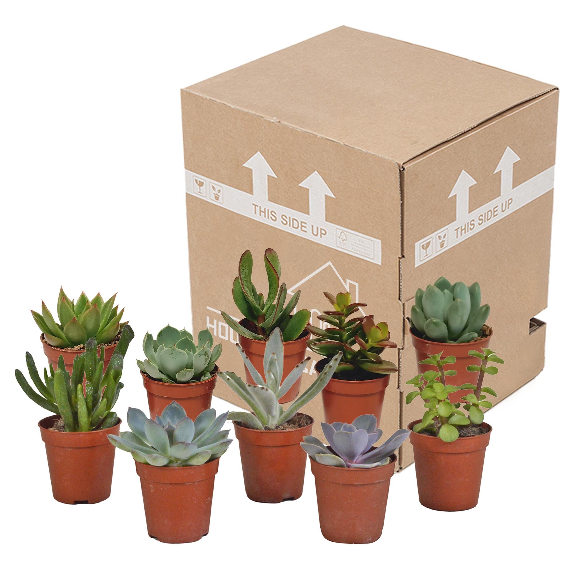 Vetplantenmix 5,5 cm - 10x - zonder pot