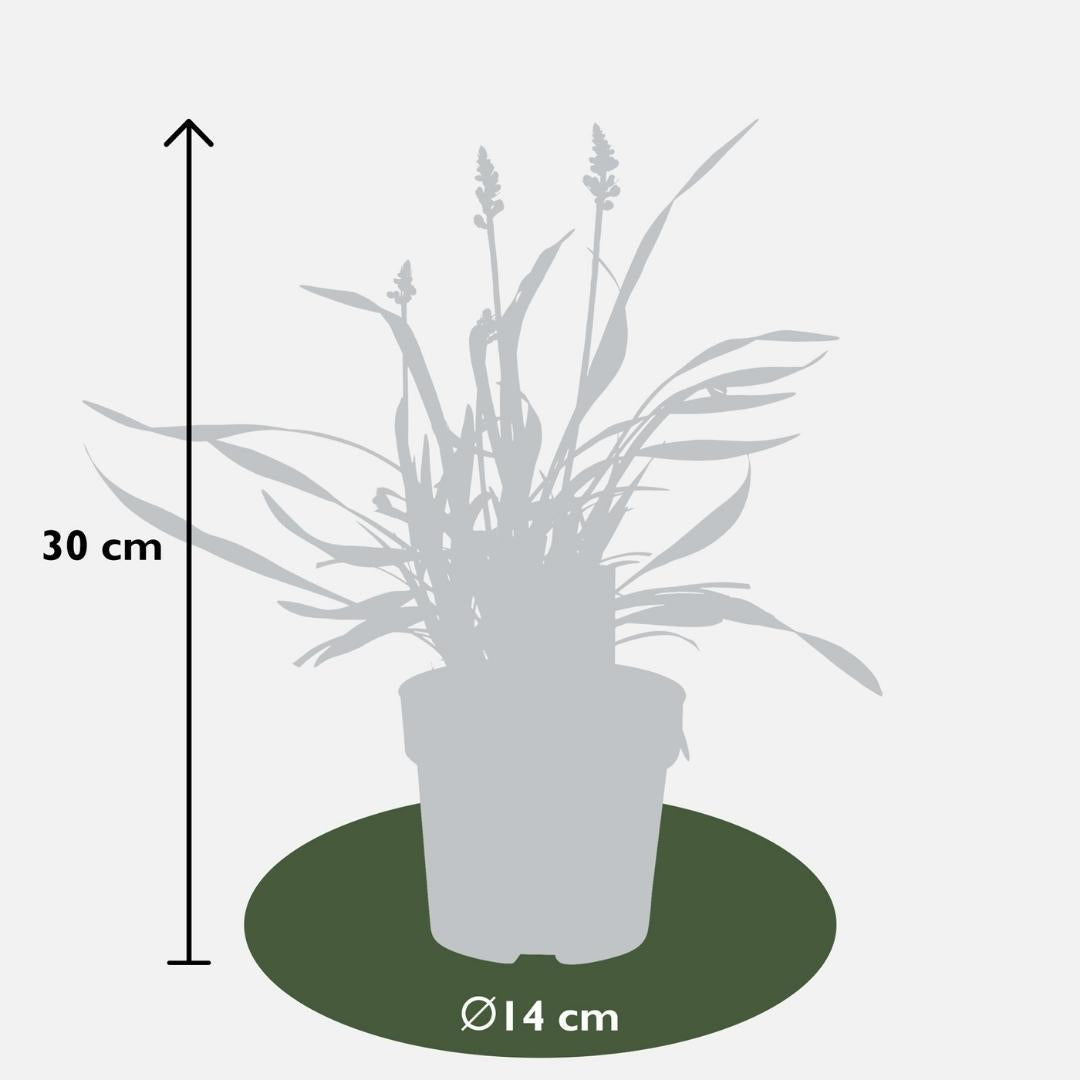 3 x Liriope muscari 'Ingwersen' - Ø 14 cm - ? 25 cm