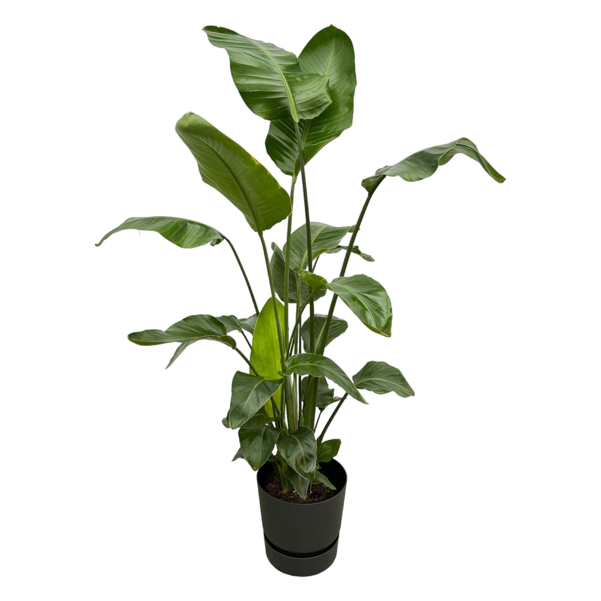 Strelitzia Nicolai inclusief elho Greenville Rond zwart - 160cm - Ø30