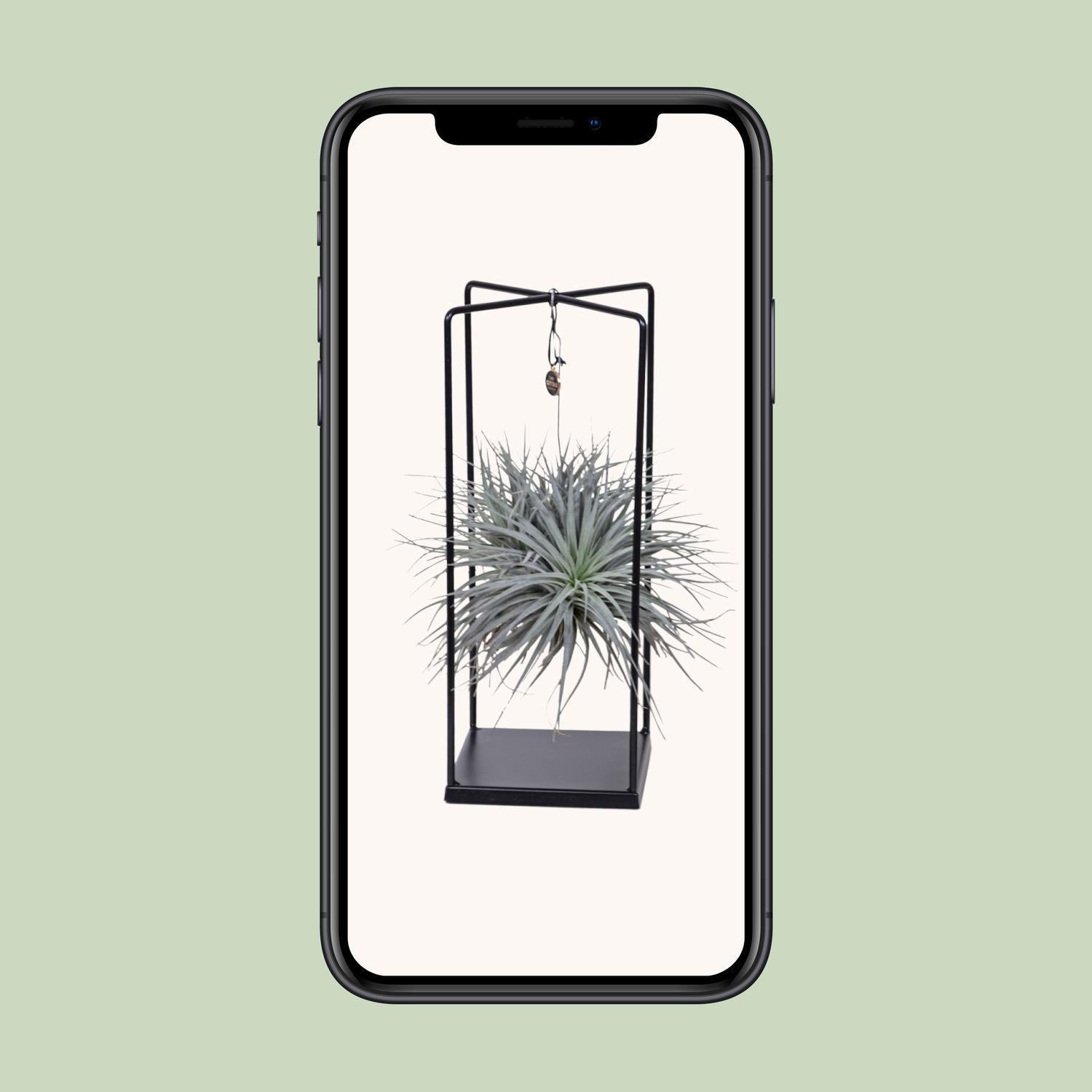 Tillandsia Cube Mix 1 Stück - Ø20cm - ↕20cm