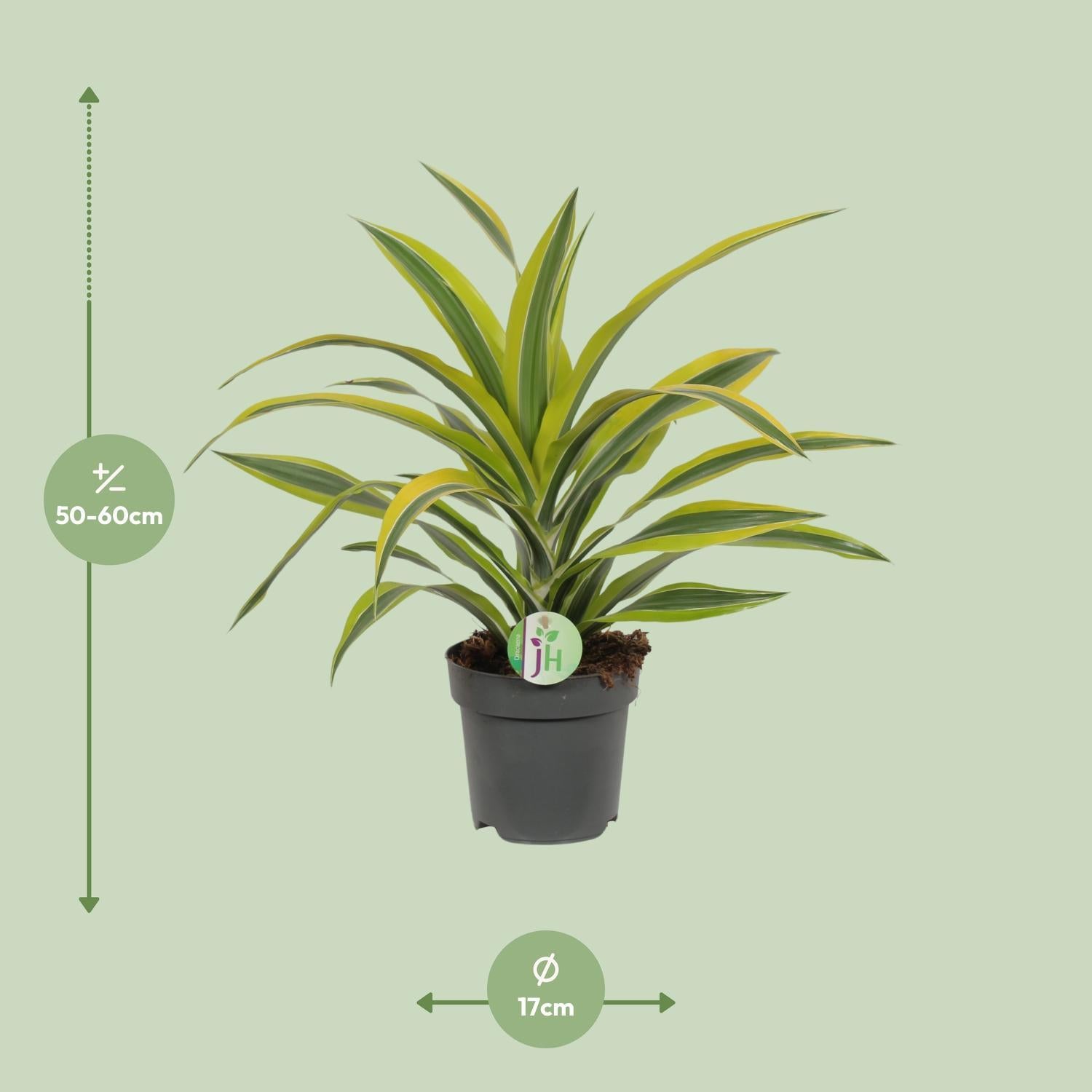Dracaena Fragrans Citroen Limoen Ø17cm - ↕40cm