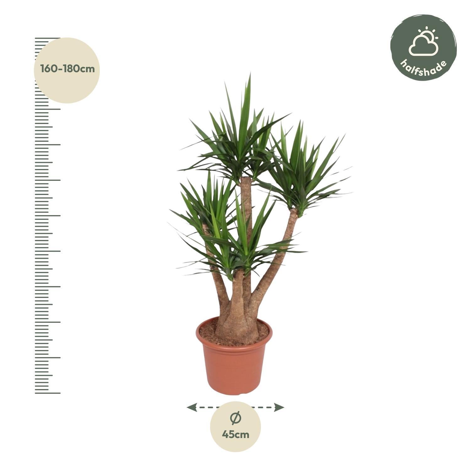 Yucca Elephantipes verticaal - 170 cm - ø45
