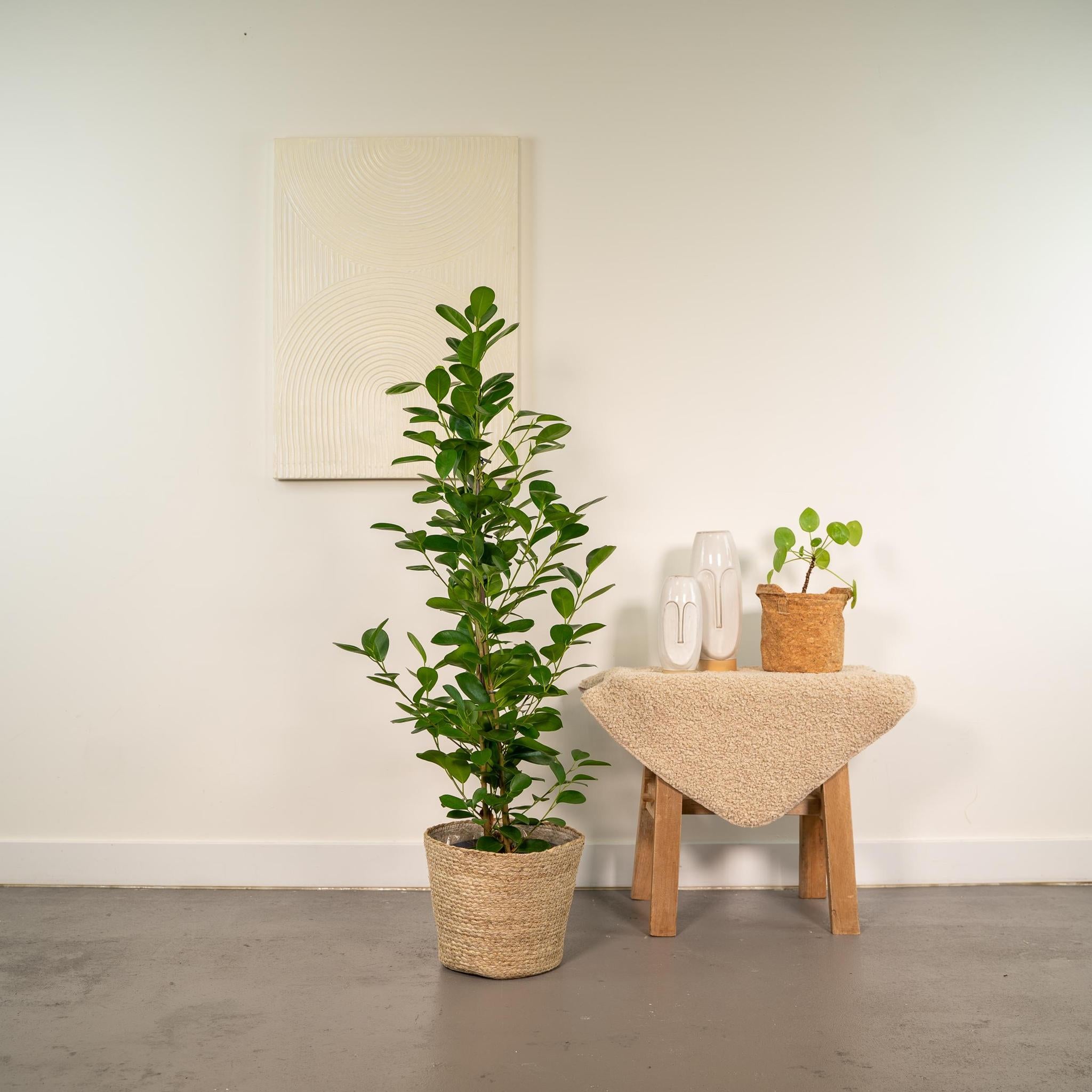 Ficus microcarpa Moclame - Ø21cm - ↕95cm + Mand Selin
