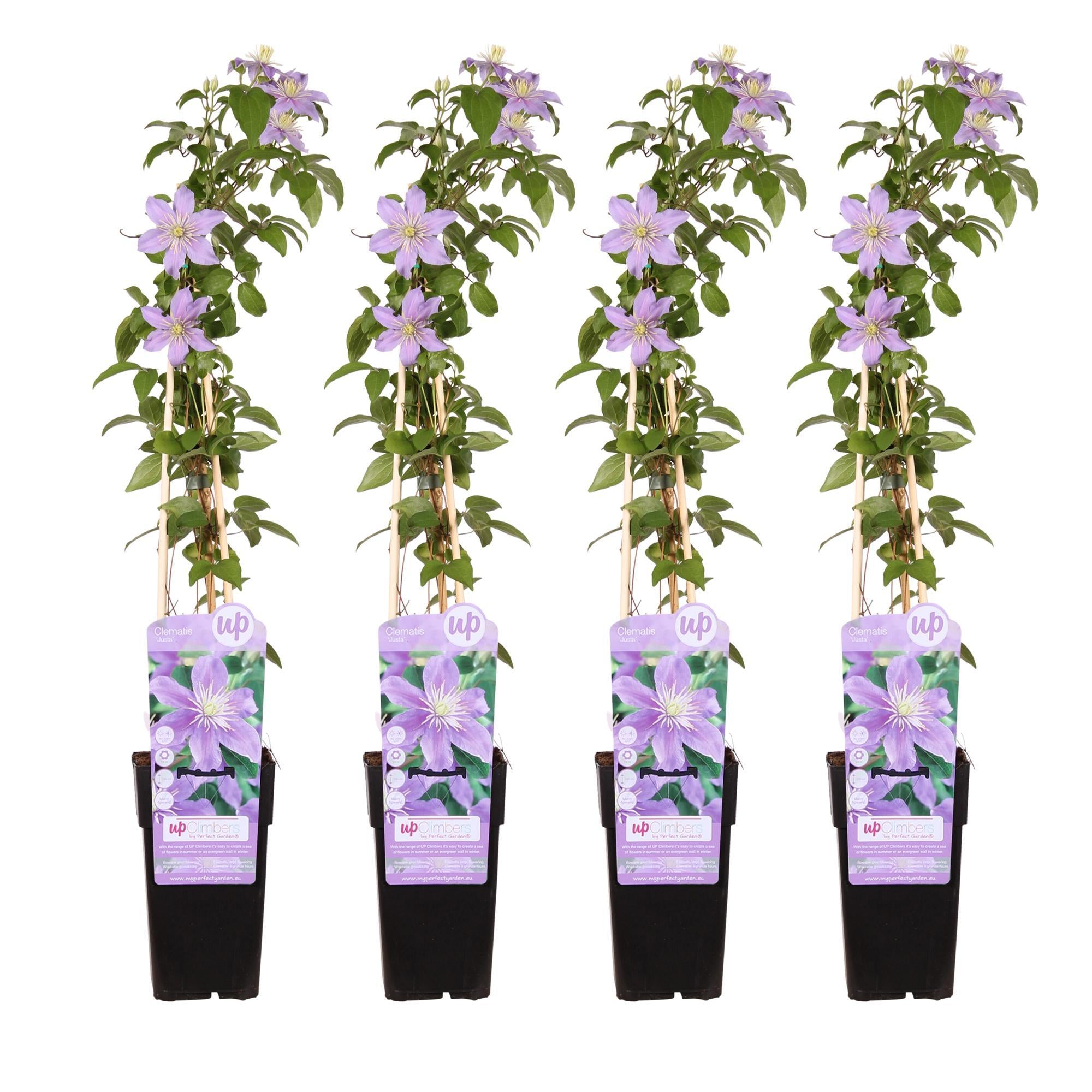 4x - Clematis Justa - ?65cm - Ø15
