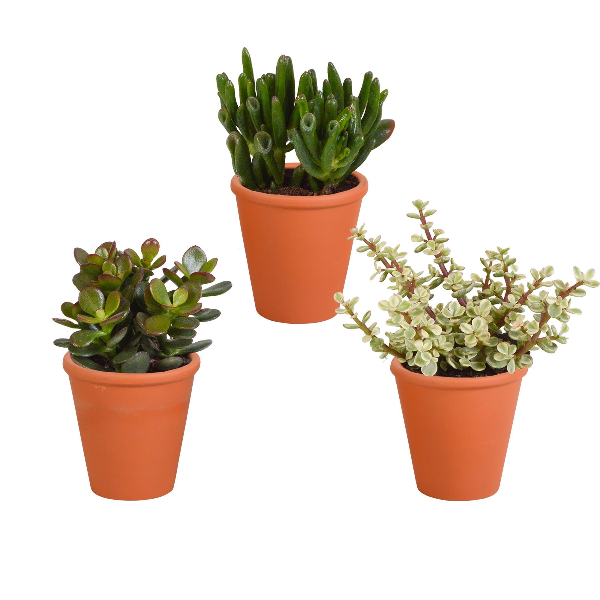Crassula mix 8,5 cm - 3x - in terracotta pot