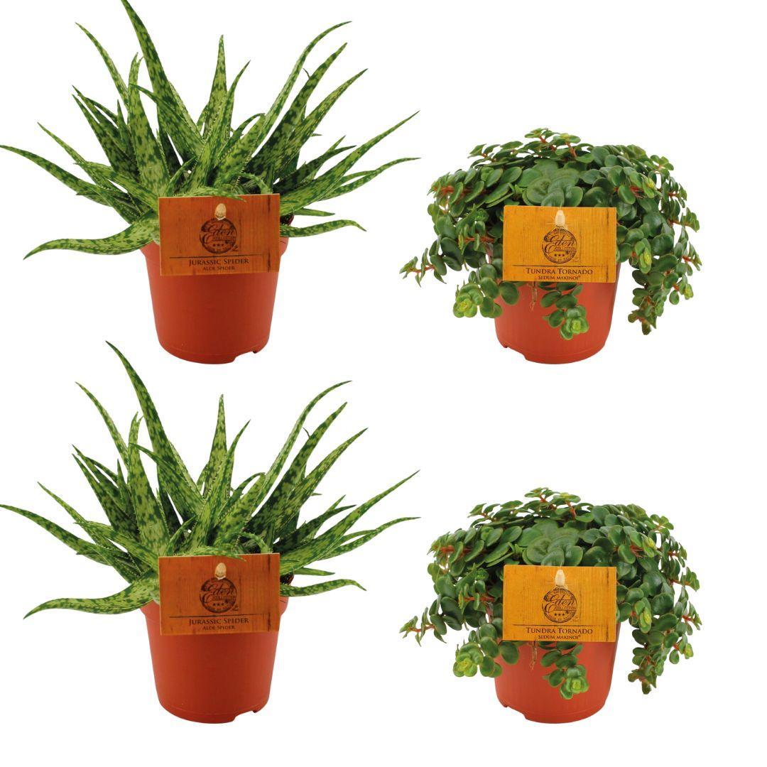 2x Aloë Spin + 2x Sedum Tornado - 4 stuks - Ø10,5cm - ↕10cm