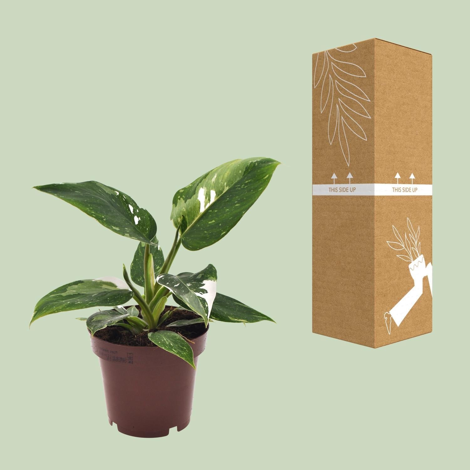 Philodendron Witte Prinses - Ø12cm - ↕25cm