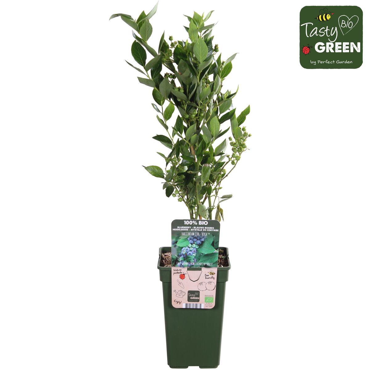 Vaccinium corymbosum 'Reka' - Blauwe bes