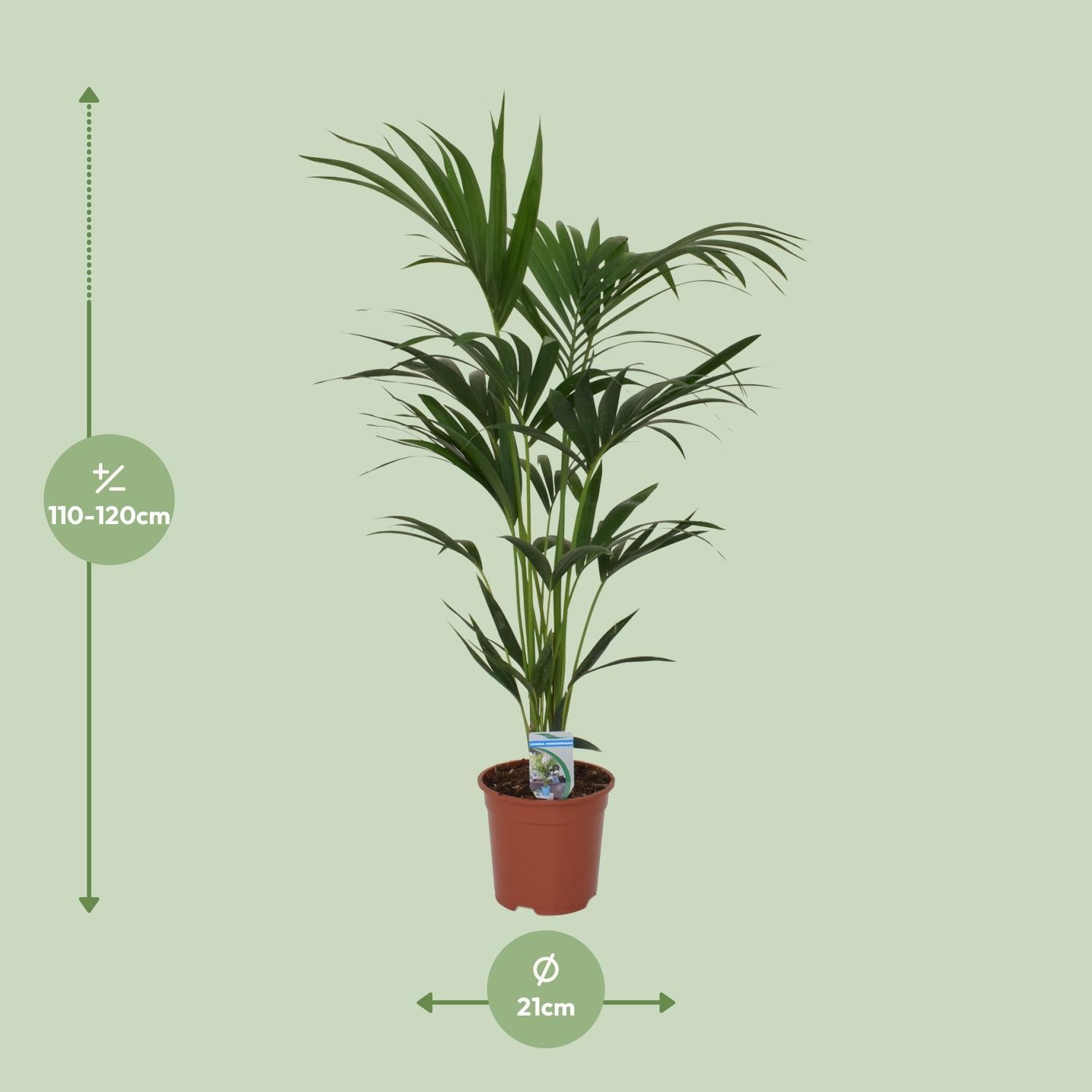Howea forsteriana - Ø21 - ?120cm
