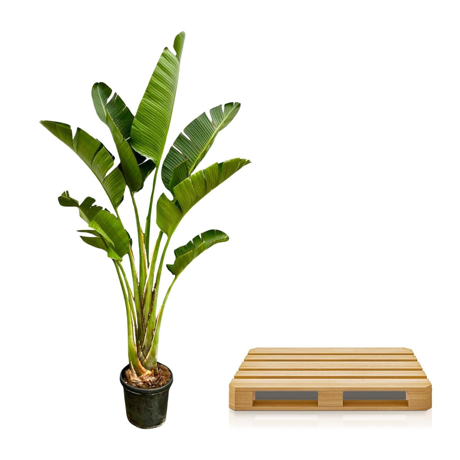 Strelitzia Augusta - 250cm - ?45