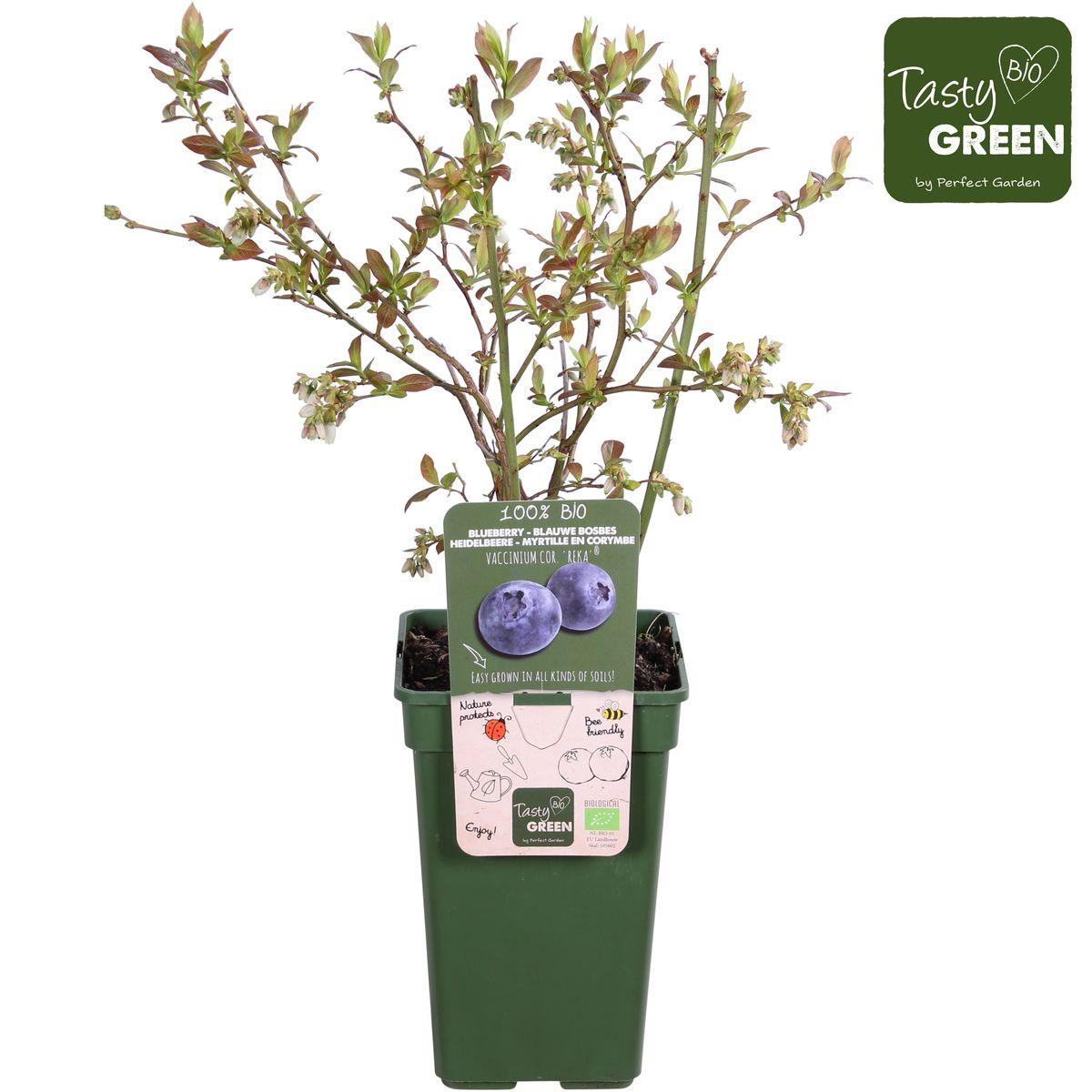 Vaccinium corymbosum 'Reka' - Blauwe bes