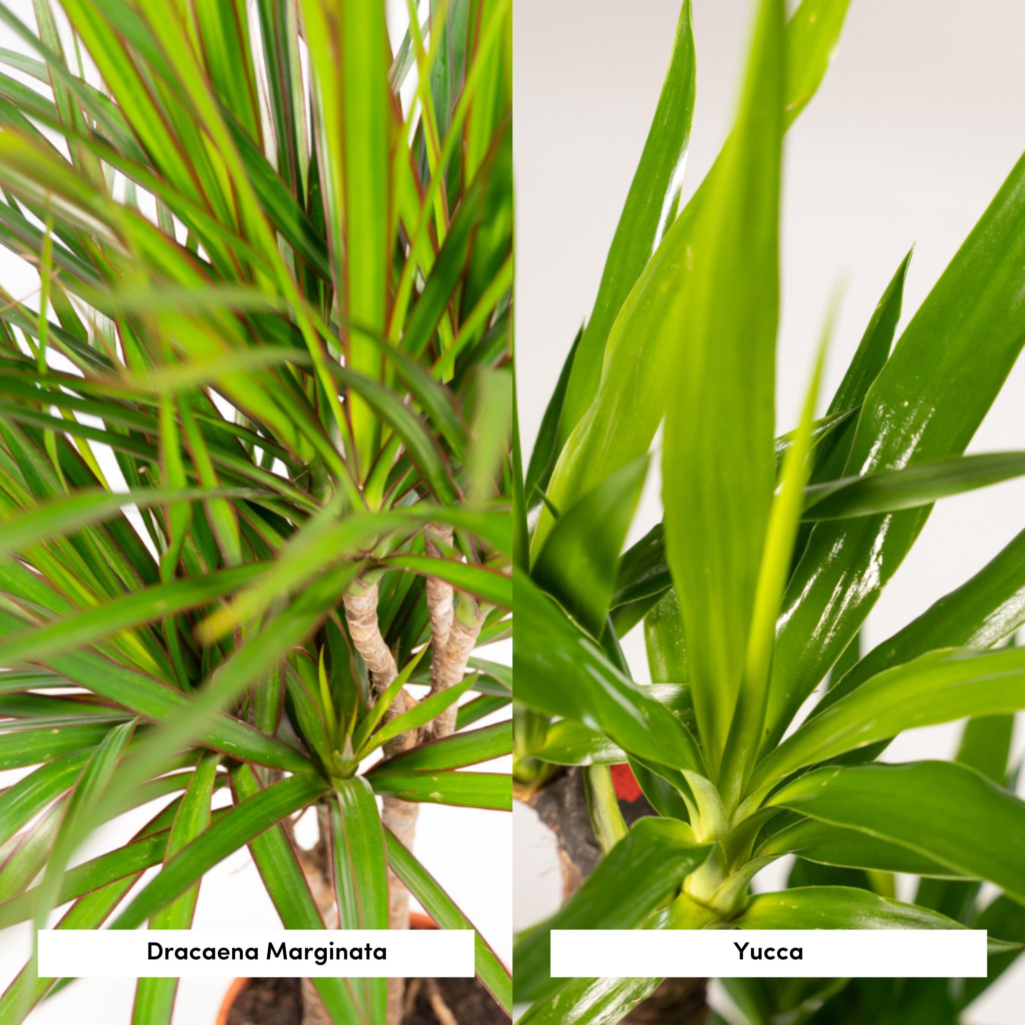 Dracaena?70cm - Ø17cm + Yucca?90cm - Ø17cm