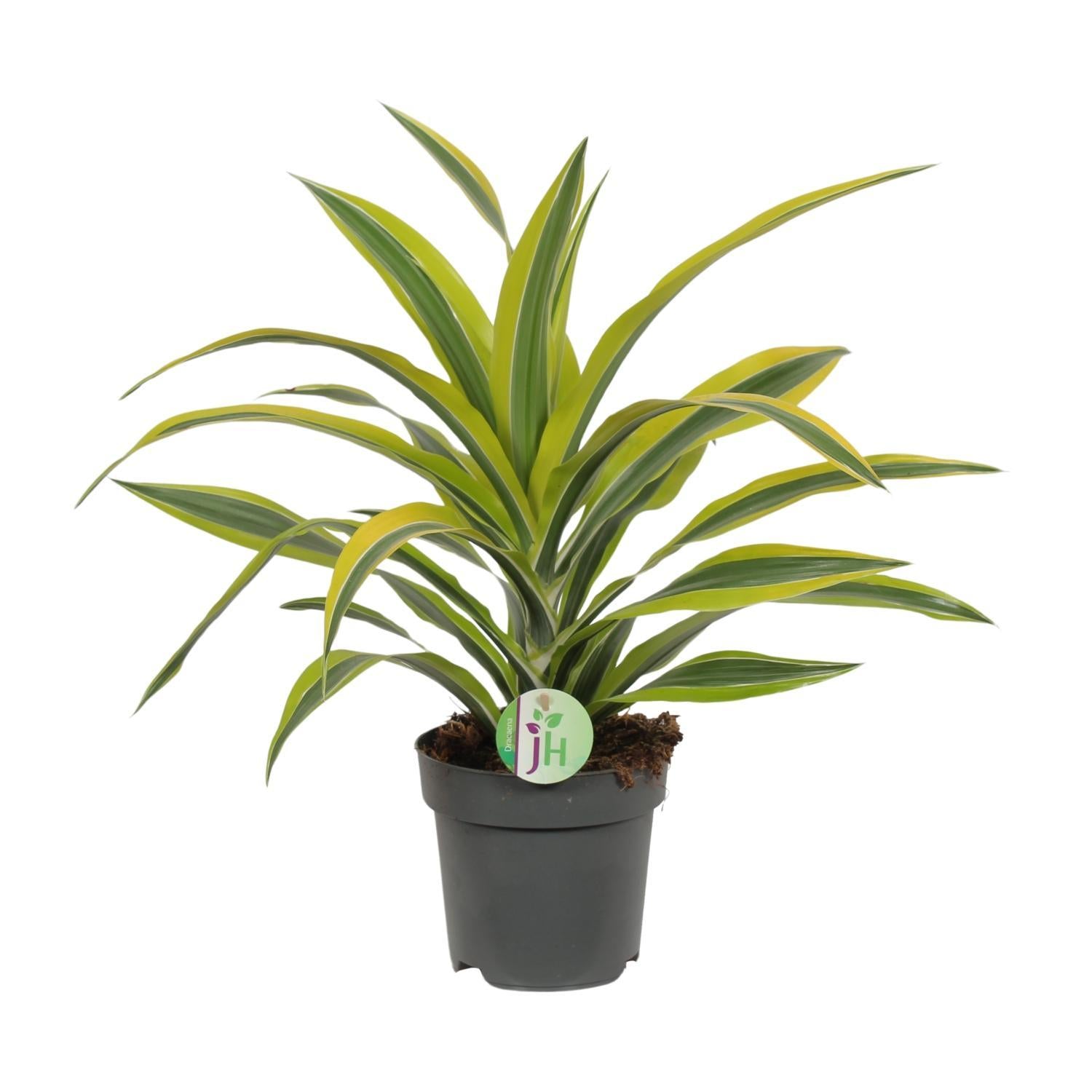 Dracaena Fragrans Citroen Limoen Ø17cm - ↕40cm
