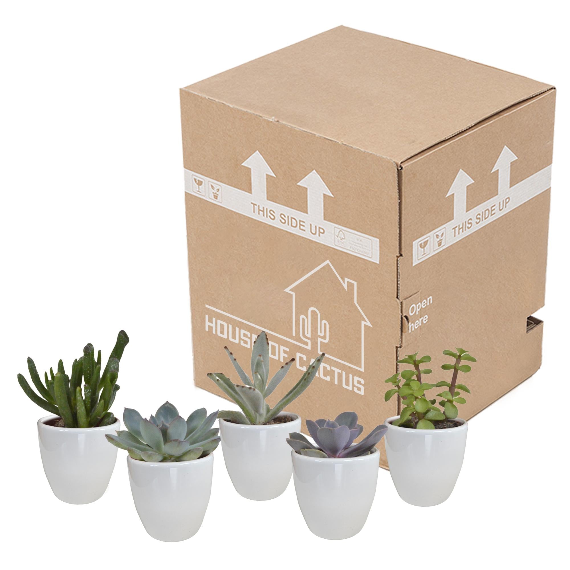 Vetplantenmix 5,5 cm - 5x - in witte pot
