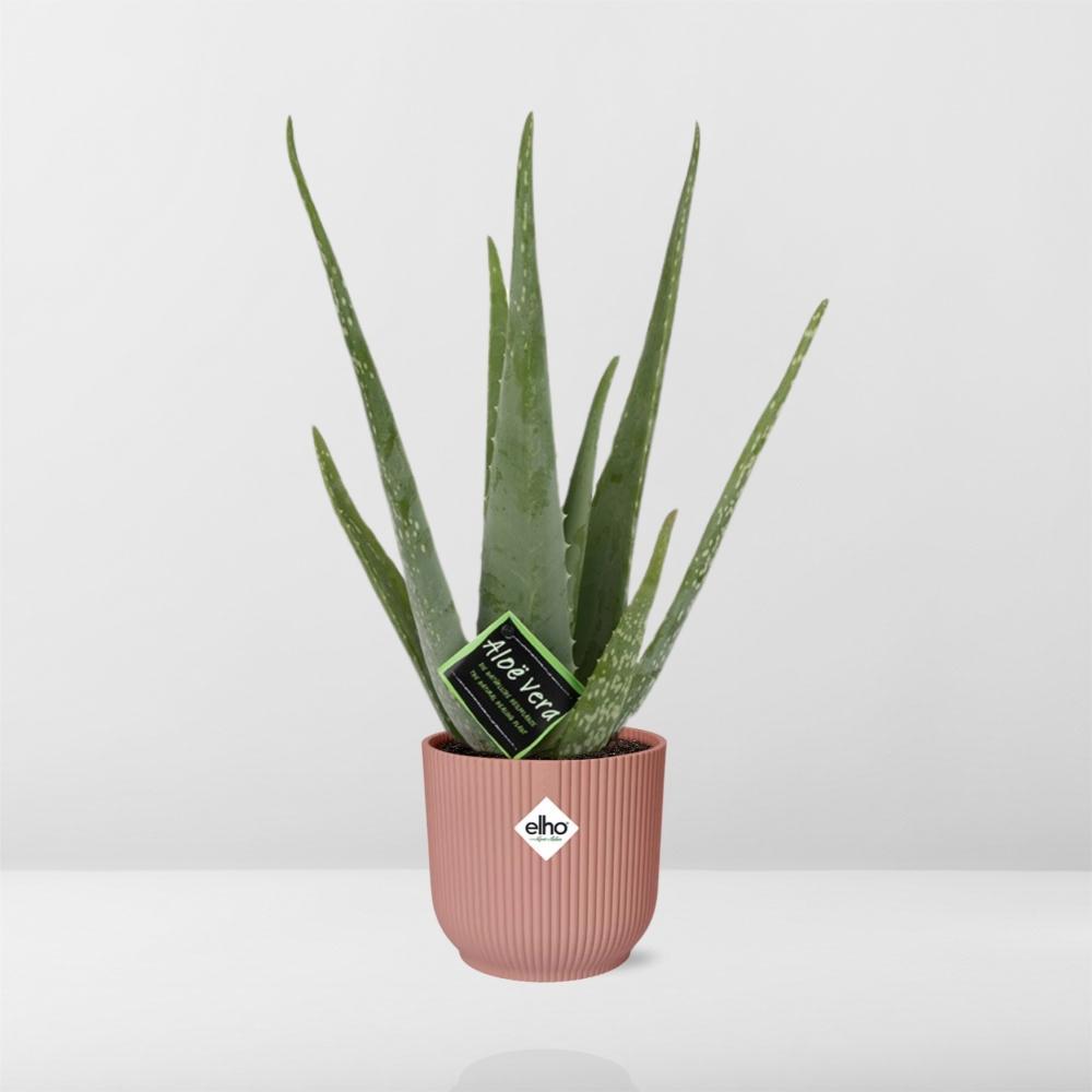 Aloë Vera 12cm in ELHO Vibes Fold 14cm roze