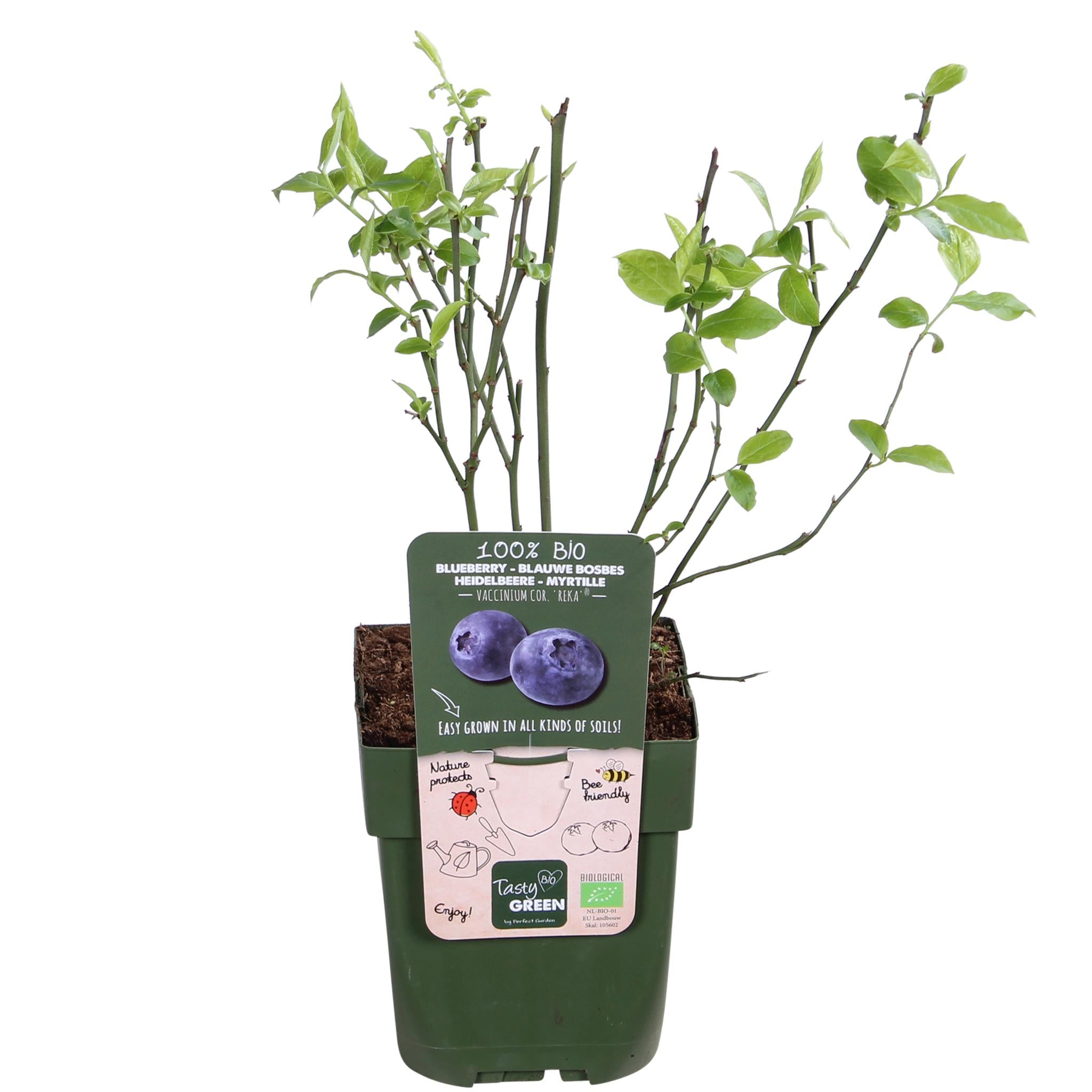 5x - Vaccinium corymbosum 'Reka' - ?45cm - Ø13