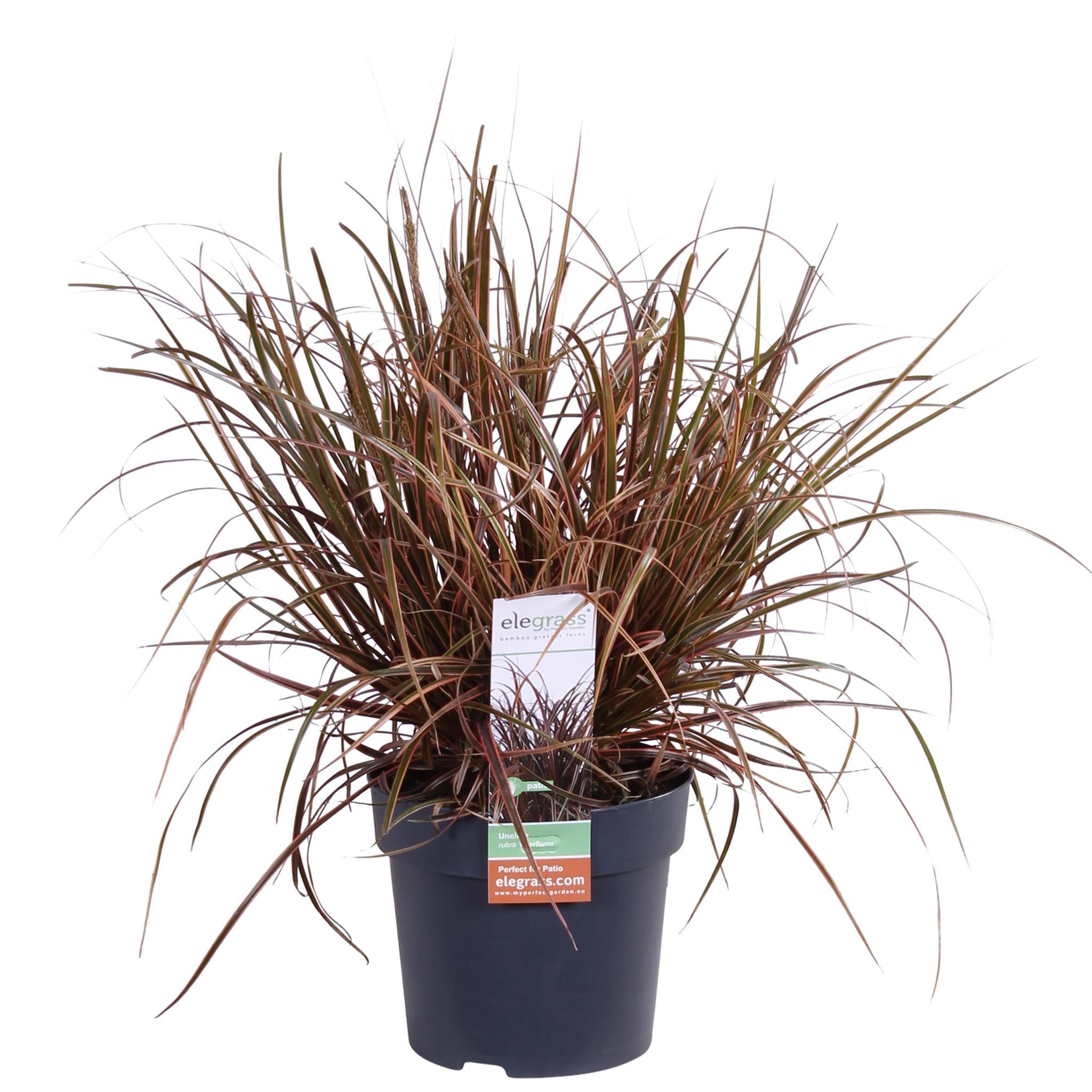 Uncinia rubra Everflame - Ø14 - ?30cm