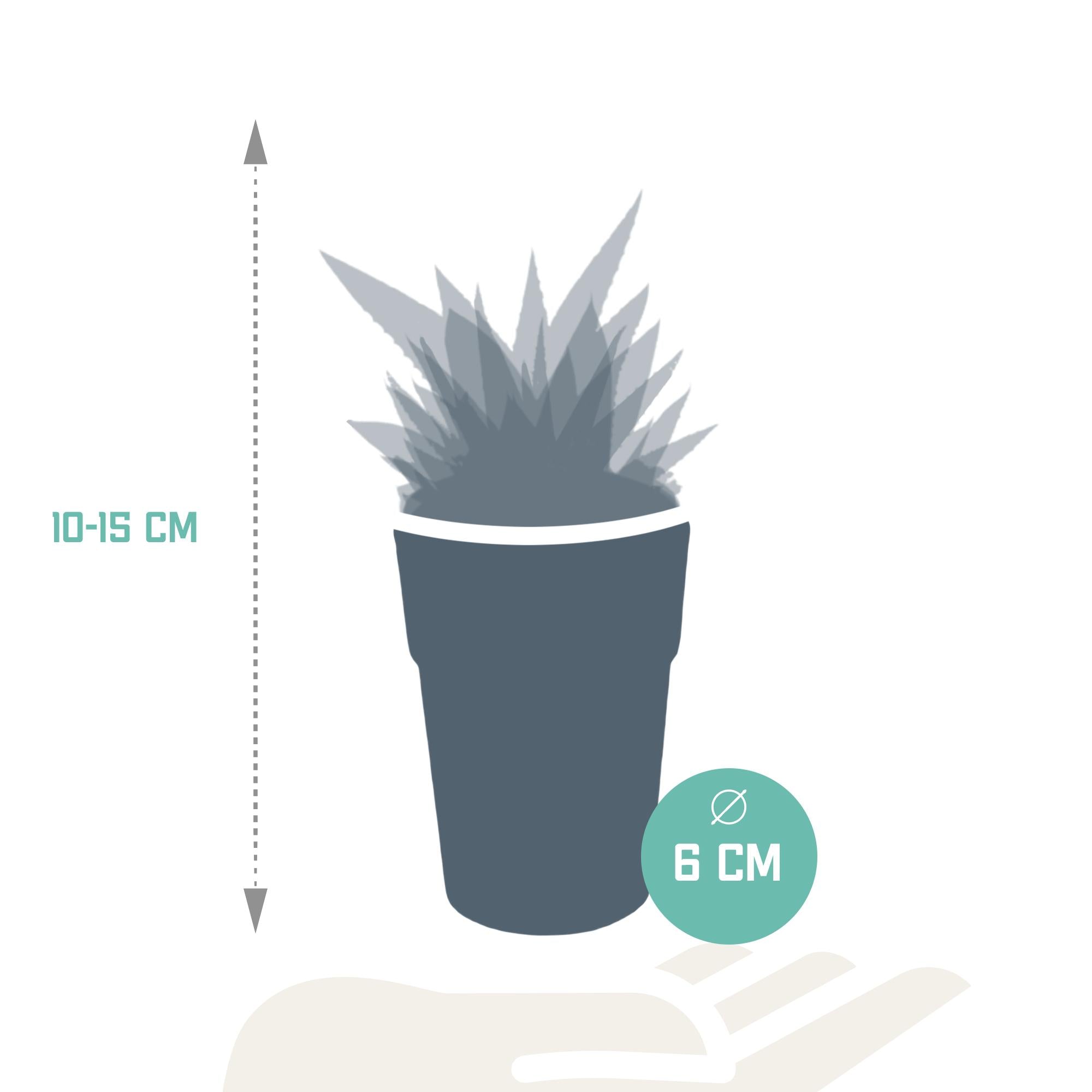 Gasteria/Haworthia mix 5,5cm - 5x - in hout plastic pot