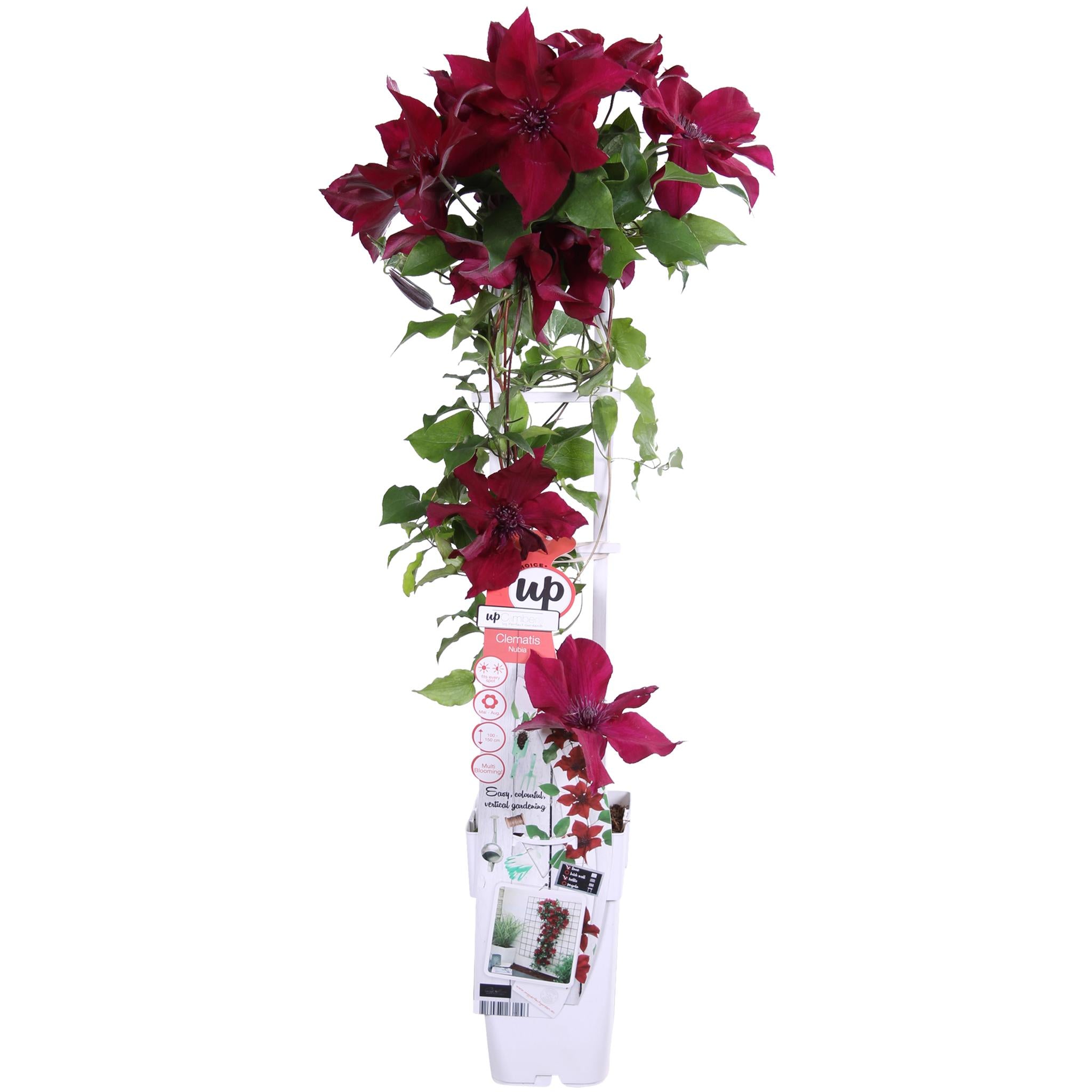 Clematis Nubia - Clematis Evison Rood - Ø15 - ?65cm