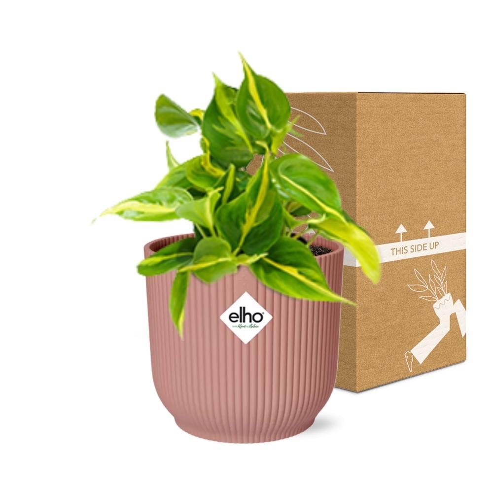 Philodendron Scandens 'Brasil' in ELHO Vibes Fold 14cm roze