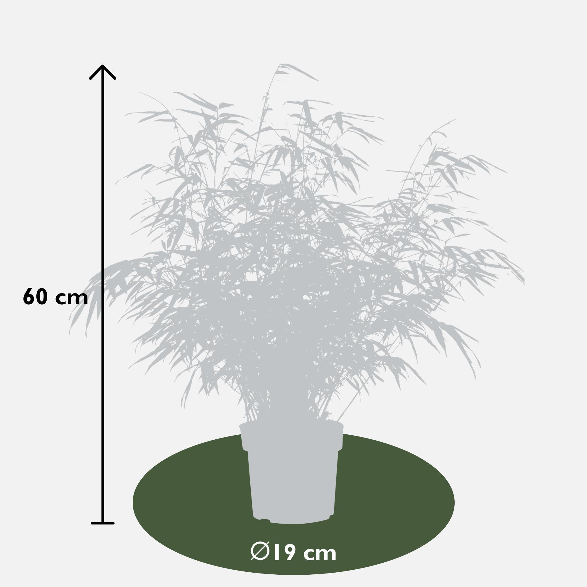 4x Fargesia rufa - ?60cm - Ø19