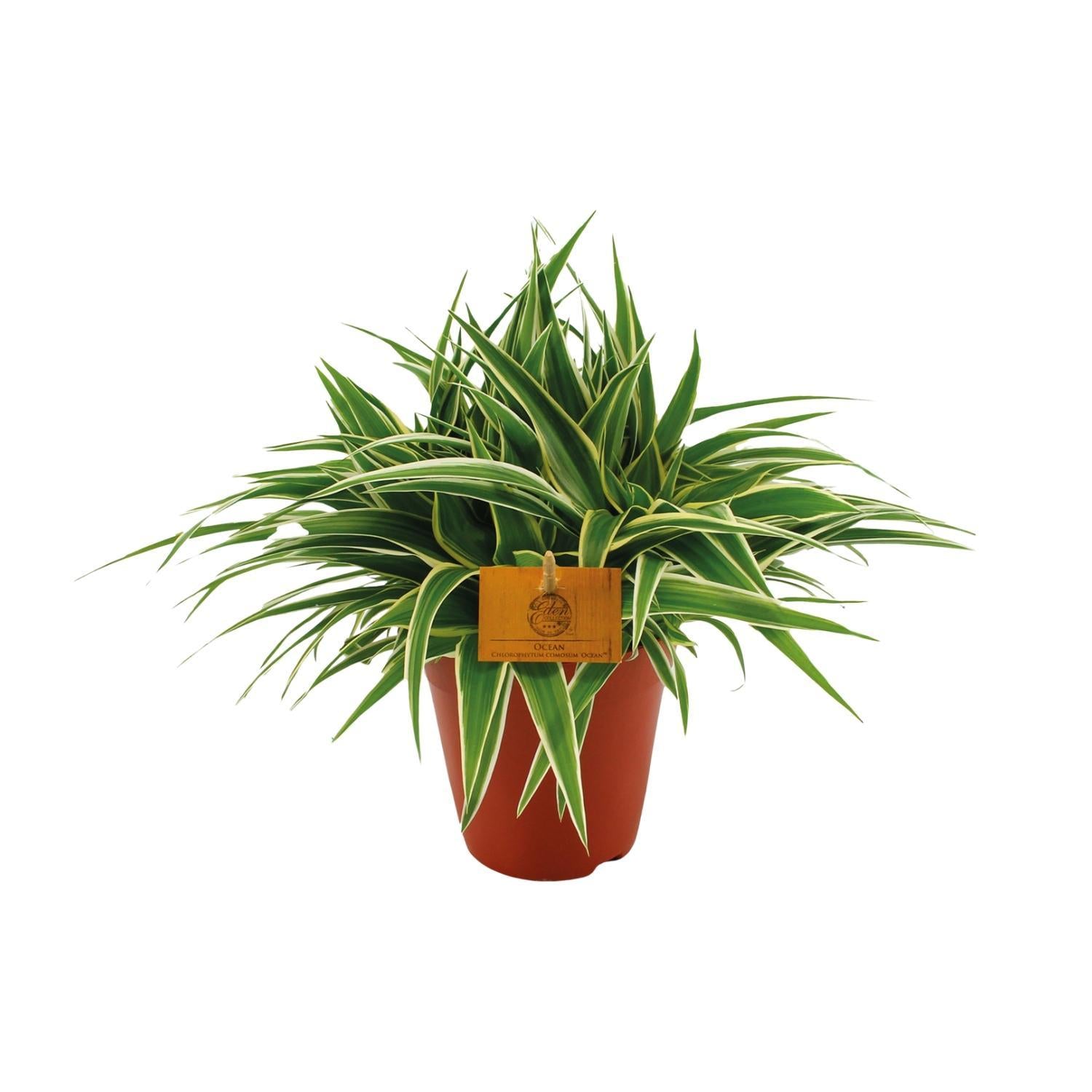 Chlorophytum Oceaan - Ø15cm - ↕25cm