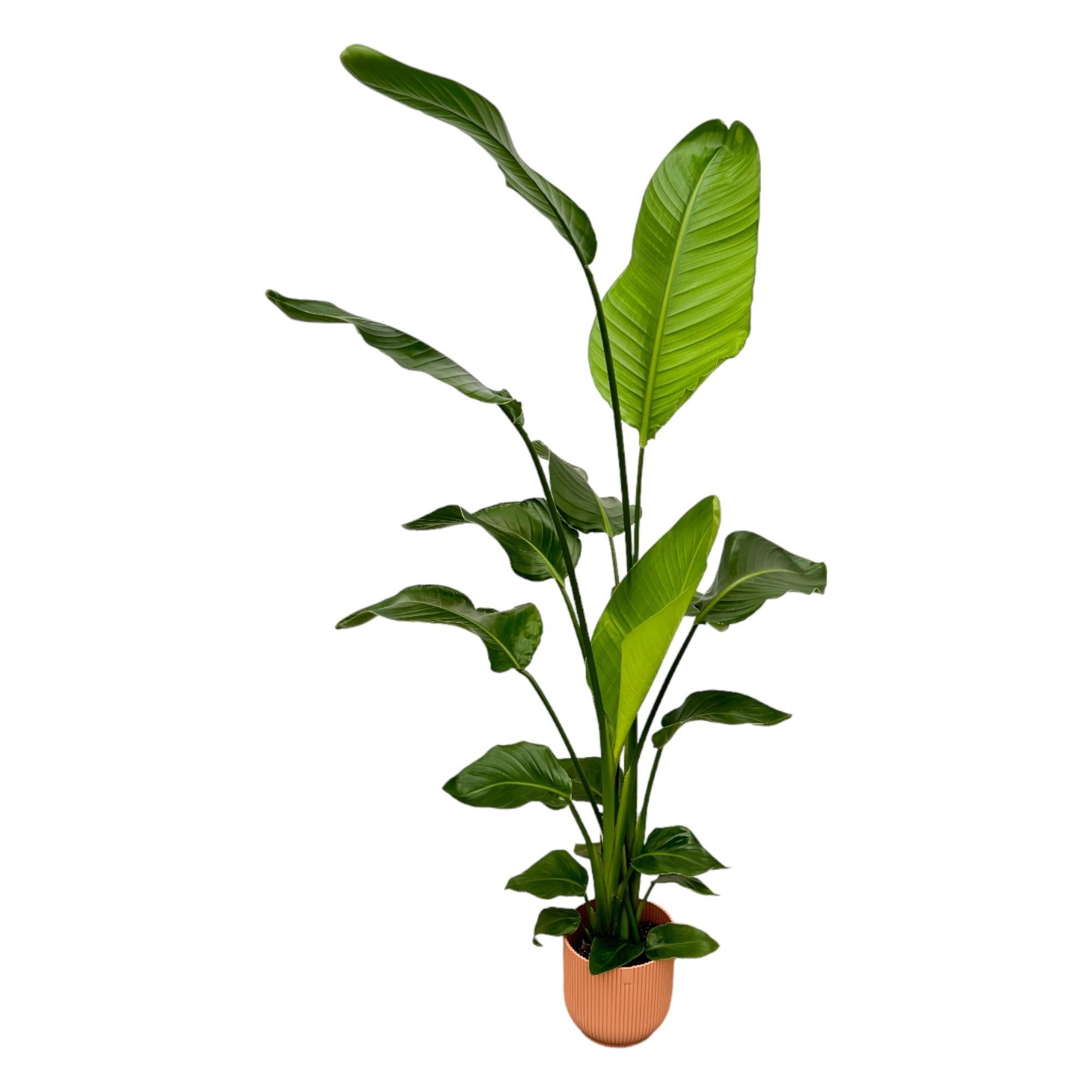 Strelitzia Nicolai inclusief elho Vibes Fold Rond roze - 130 cm - Ø18