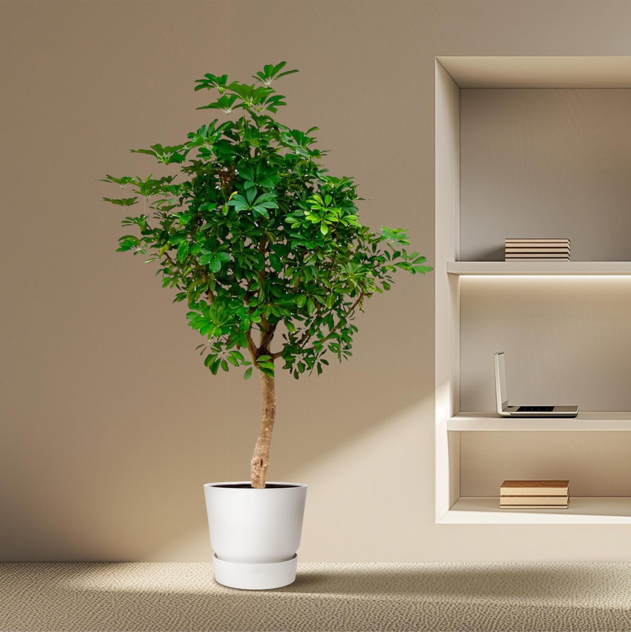 Schefflera auf Stamm – 225 cm – ø45