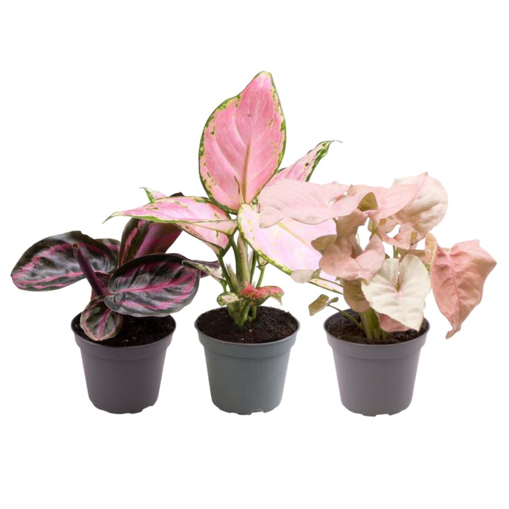 Roze is het nieuwe groen P6,5