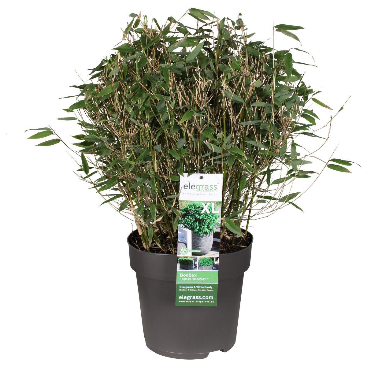 Fargesia 'Moontears'® Boobux - Compact groeiende, niet woekerende bamboe