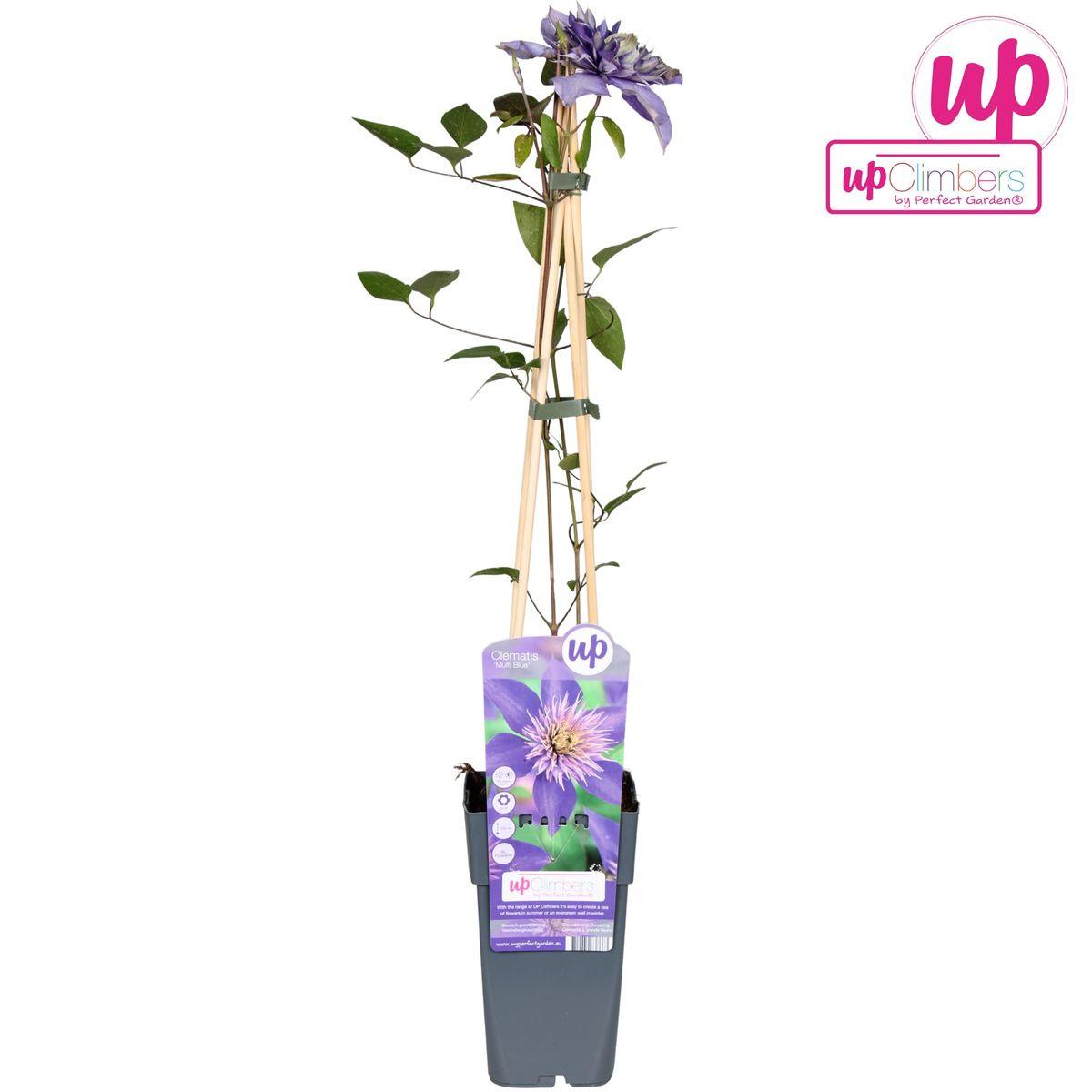 Clematis Multi Blauw - Clematis Blauw