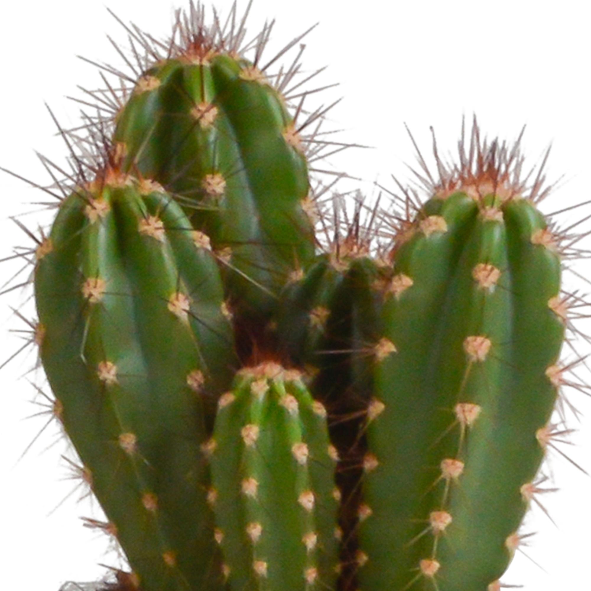 Cereus mix 10,5cm - 3x - in witte pot