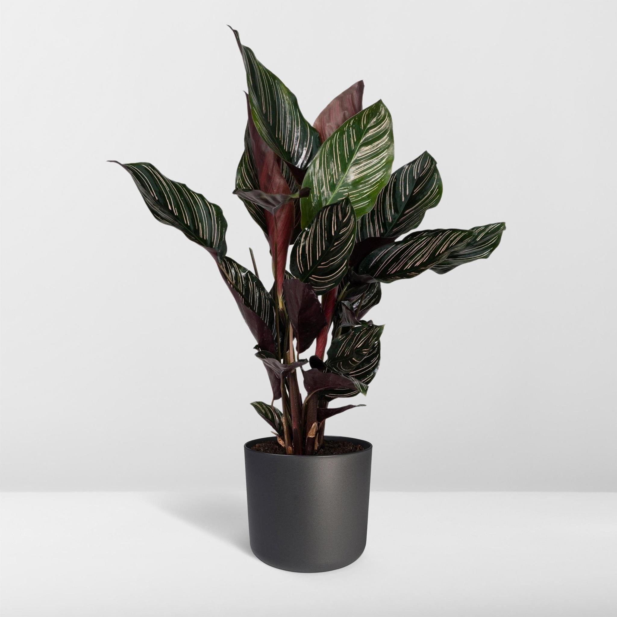 Calathea Ornata - Ø14 - ?50cm