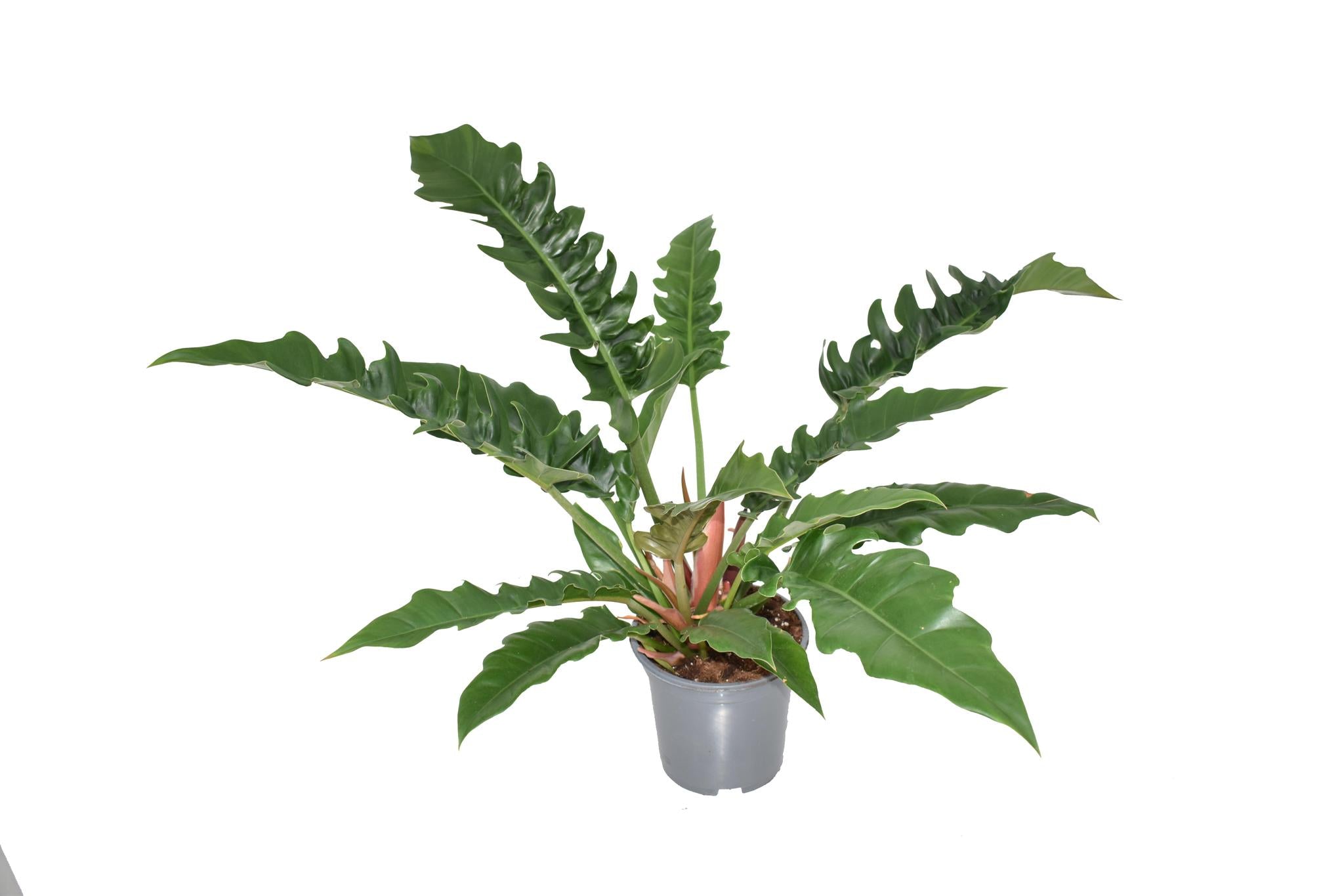 Philodendron Smalle Ontsnapping - Ø19cm - ↕55cm