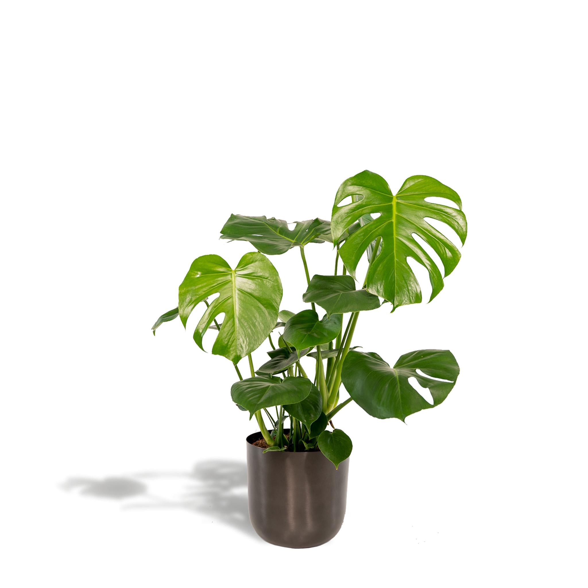 Monstera Deliciosa- ?80cm - Ø21cm + Pot Mayk-lood