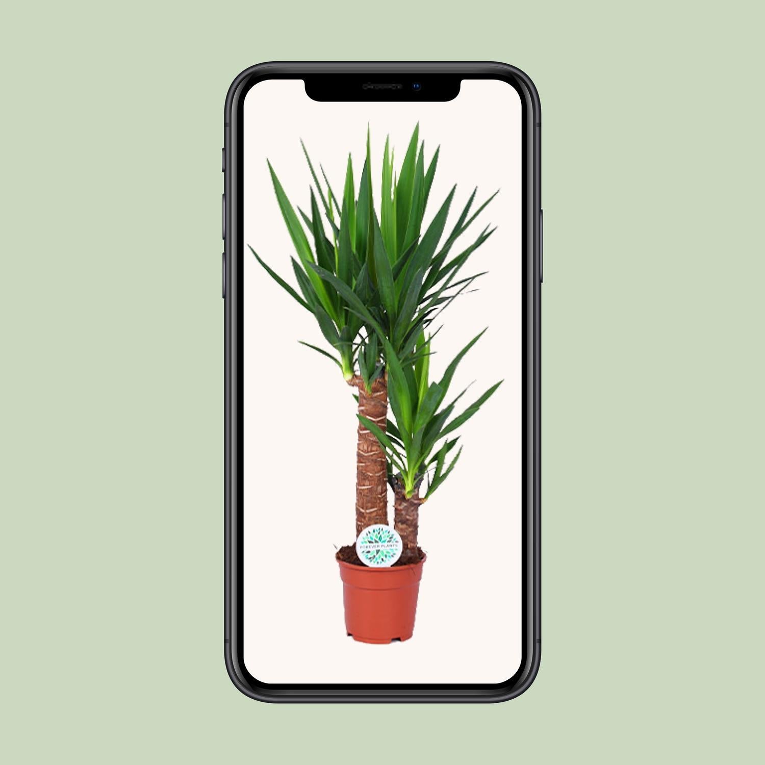 Yucca-Ø17cm - ↕80cm